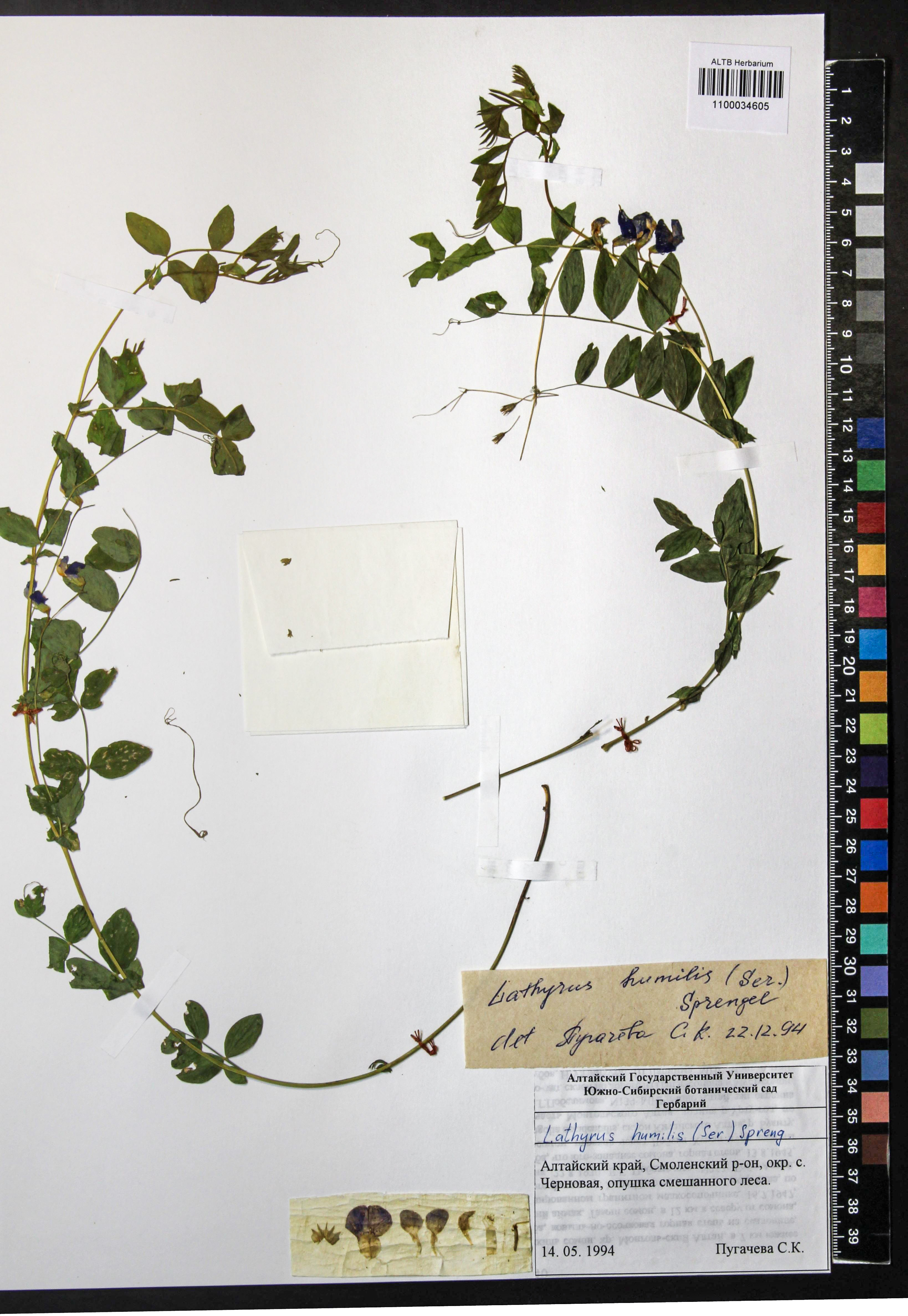 Lathyrus humilis (Ser.) Fisch. ex Spreng.