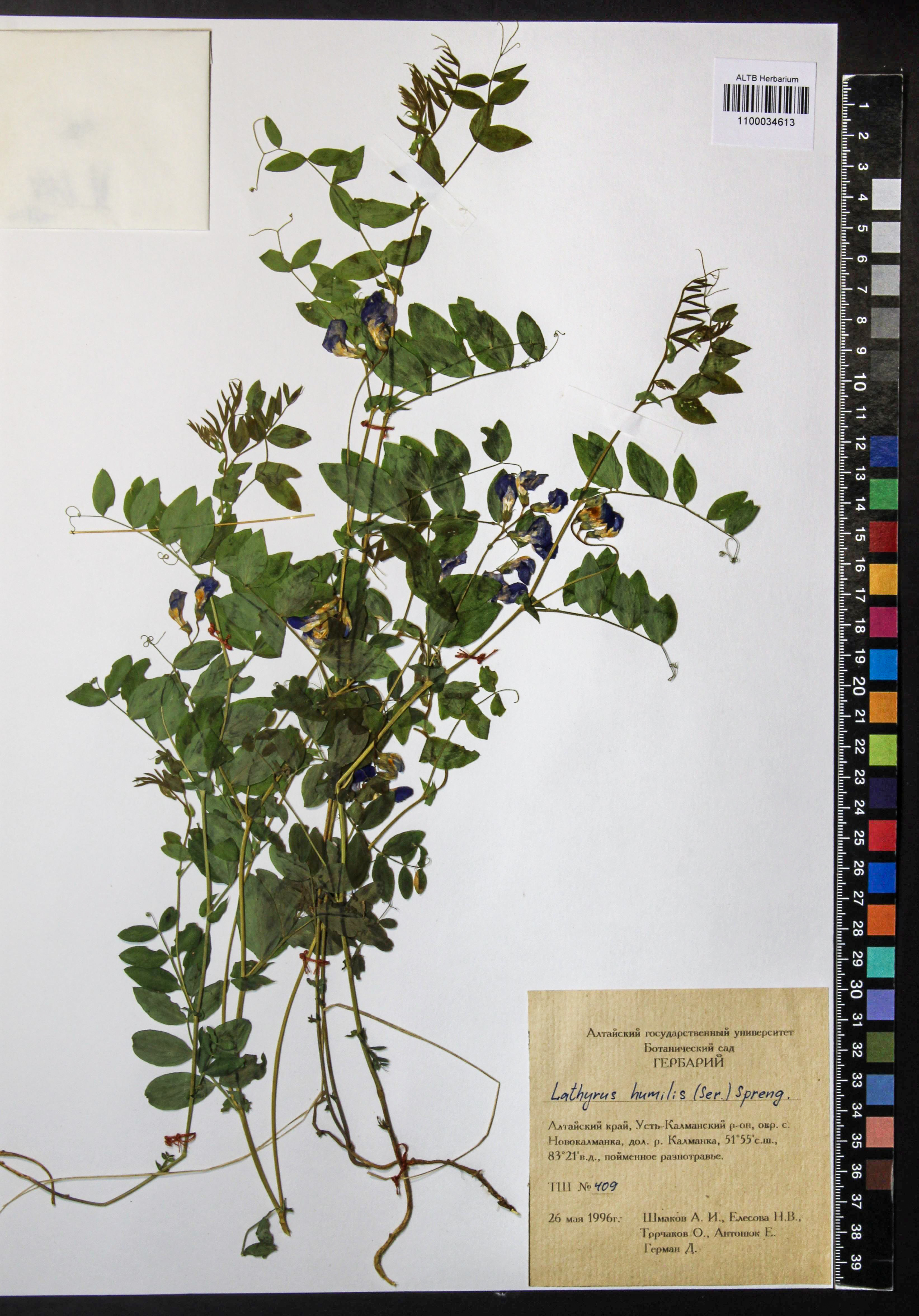 Lathyrus humilis (Ser.) Fisch. ex Spreng.