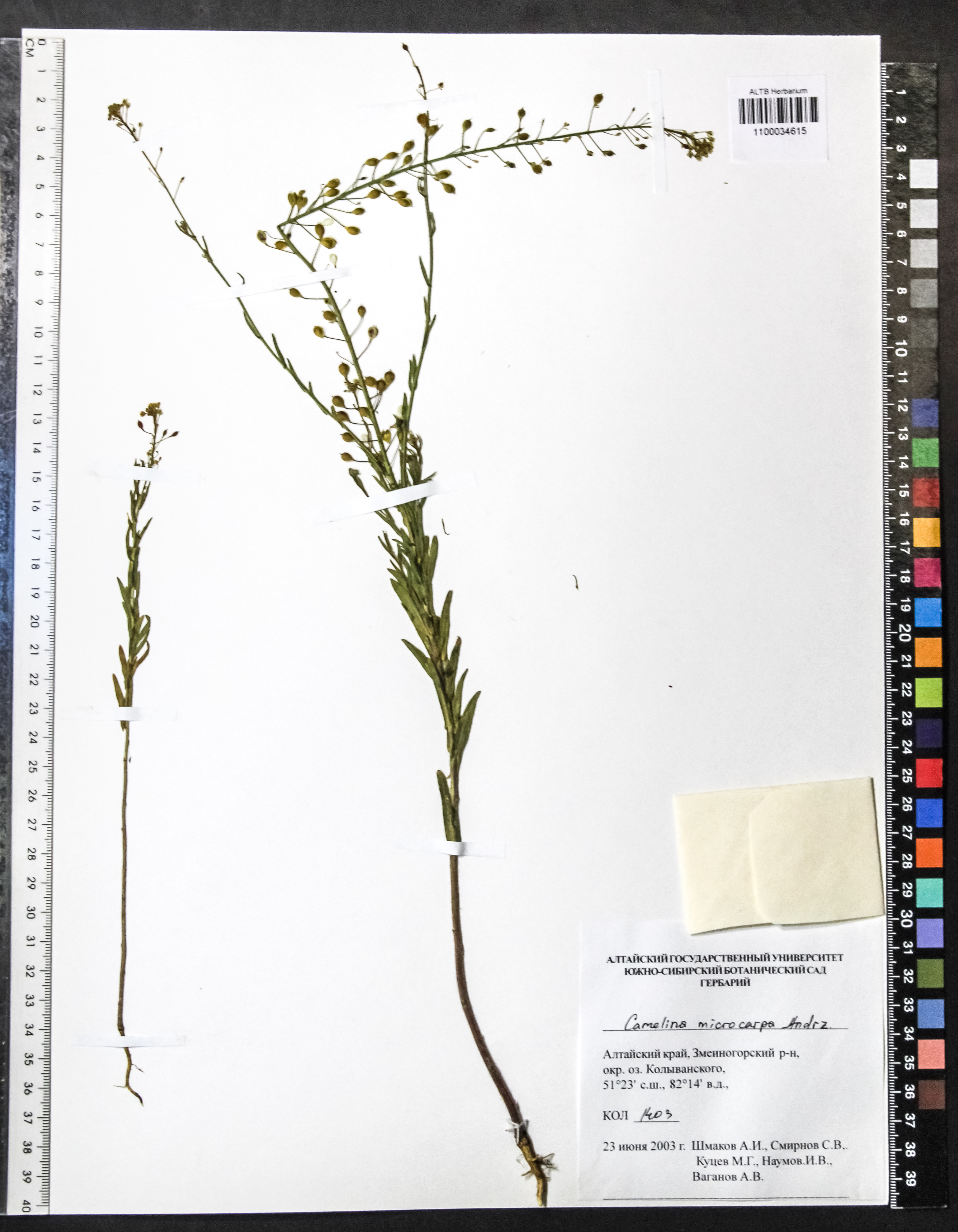 Camelina microcarpa Andrz. ex DC.
