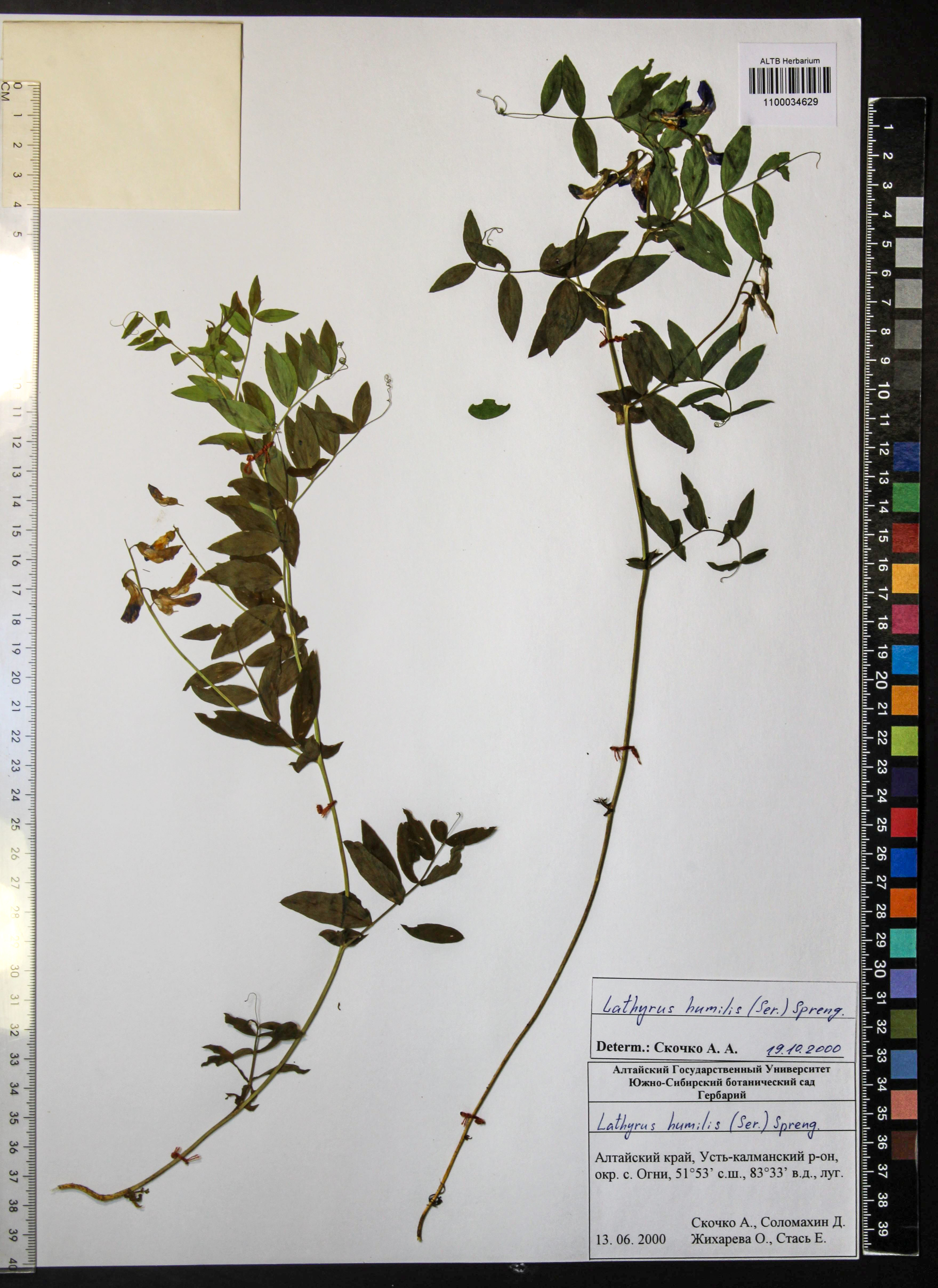 Lathyrus humilis (Ser.) Fisch. ex Spreng.