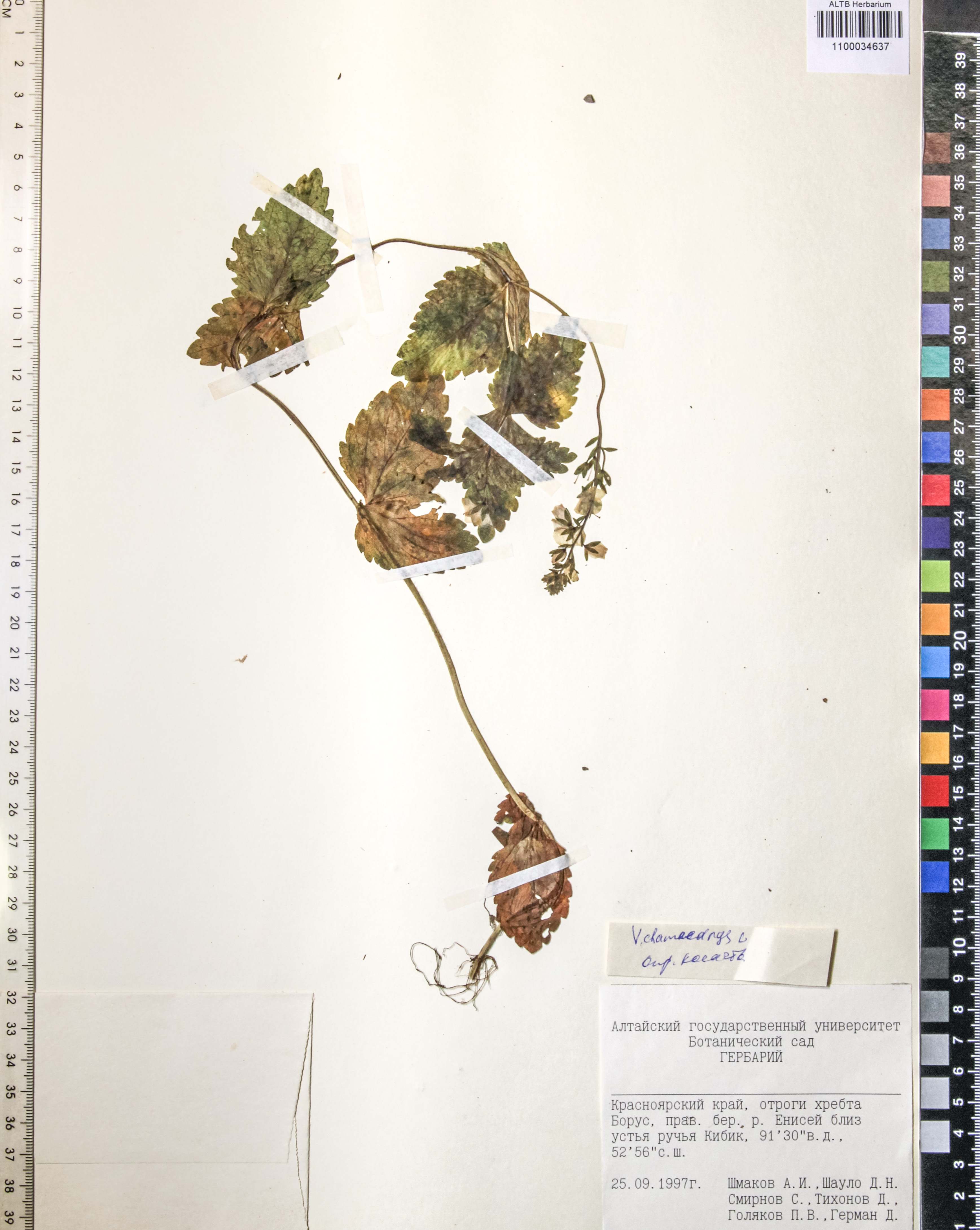 Veronica chamaedrys L.