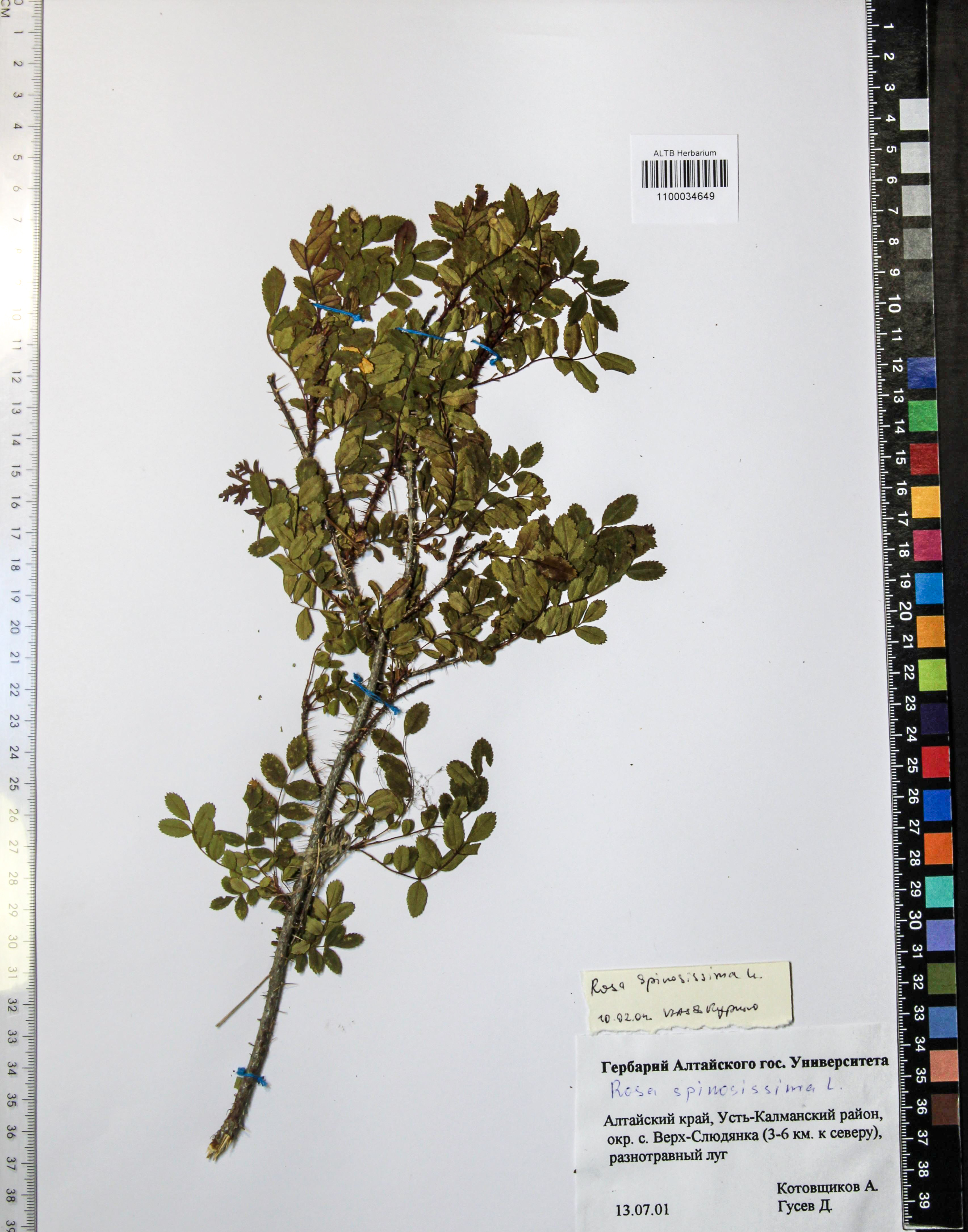 Rosa spinosissima L.