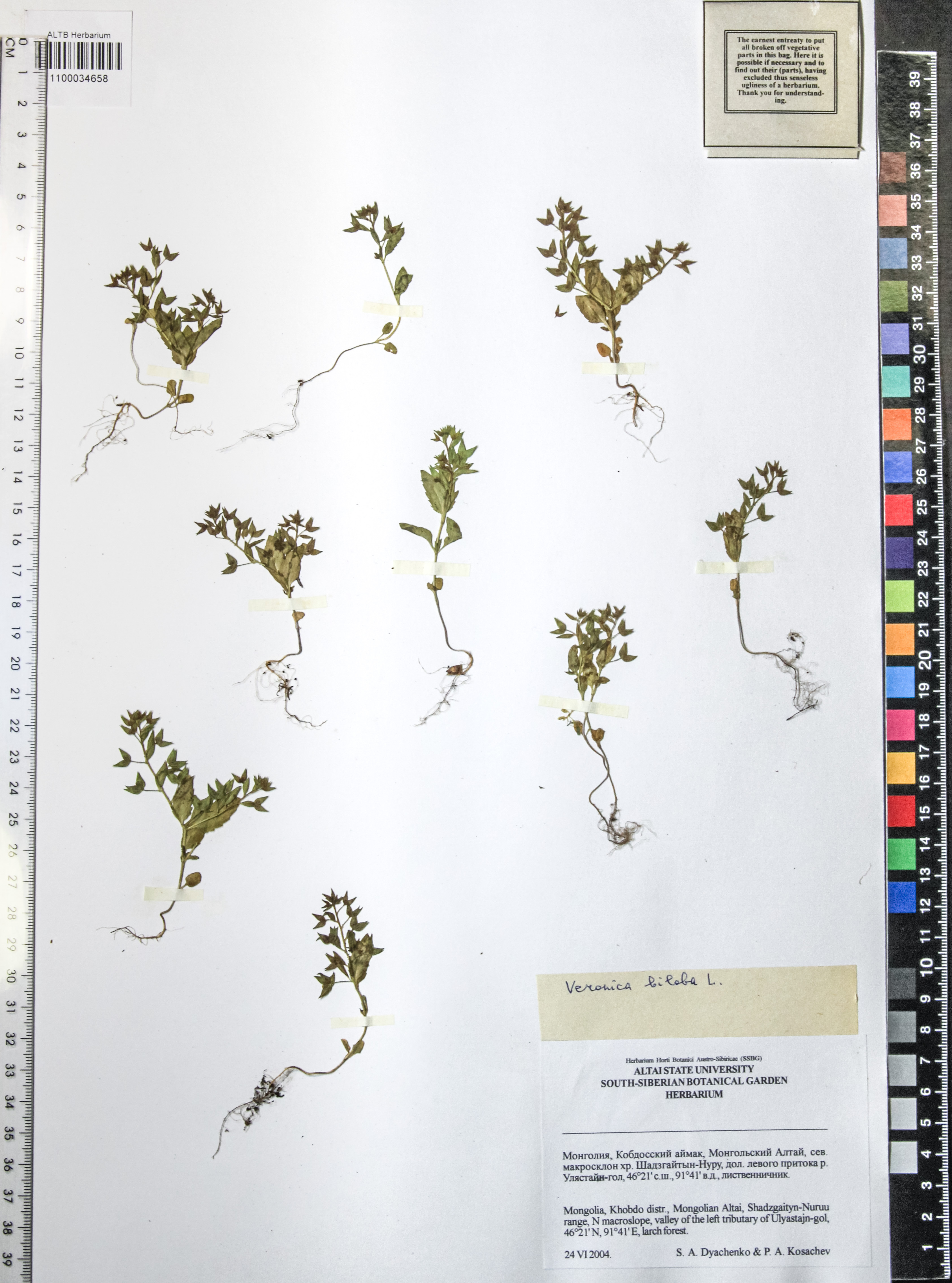 Veronica biloba L.