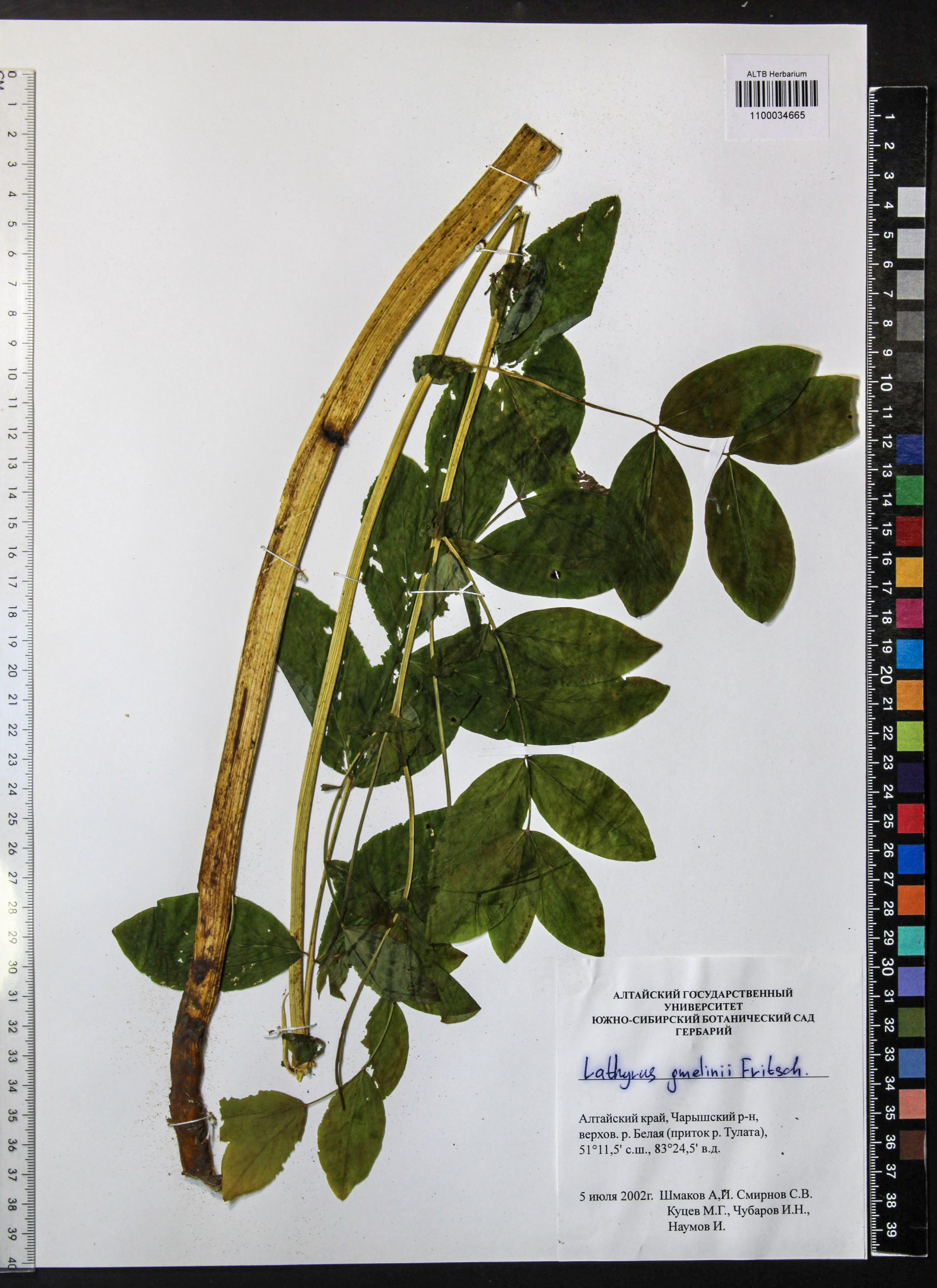 Lathyrus gmelinii Fritsch