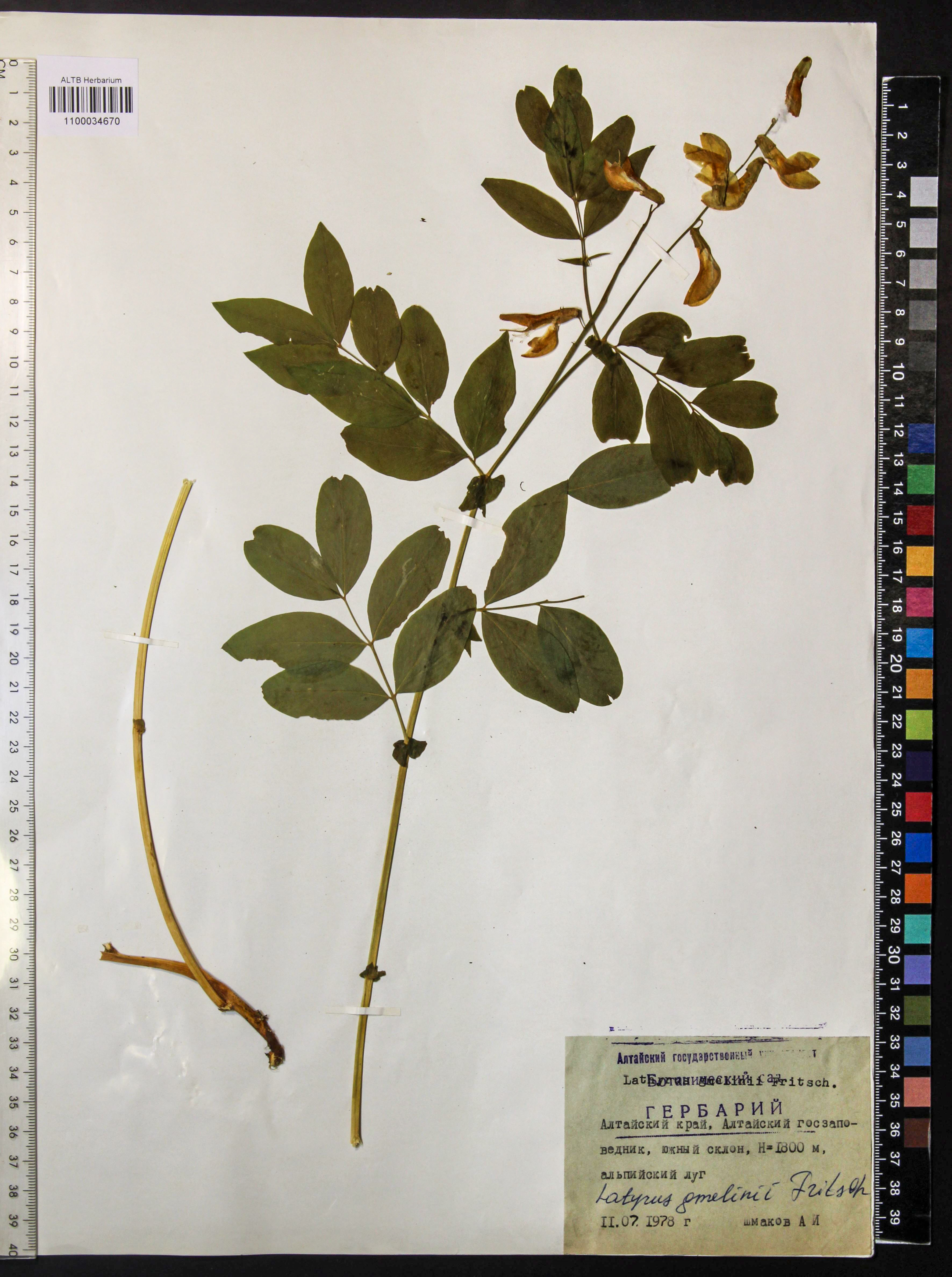 Lathyrus gmelinii Fritsch