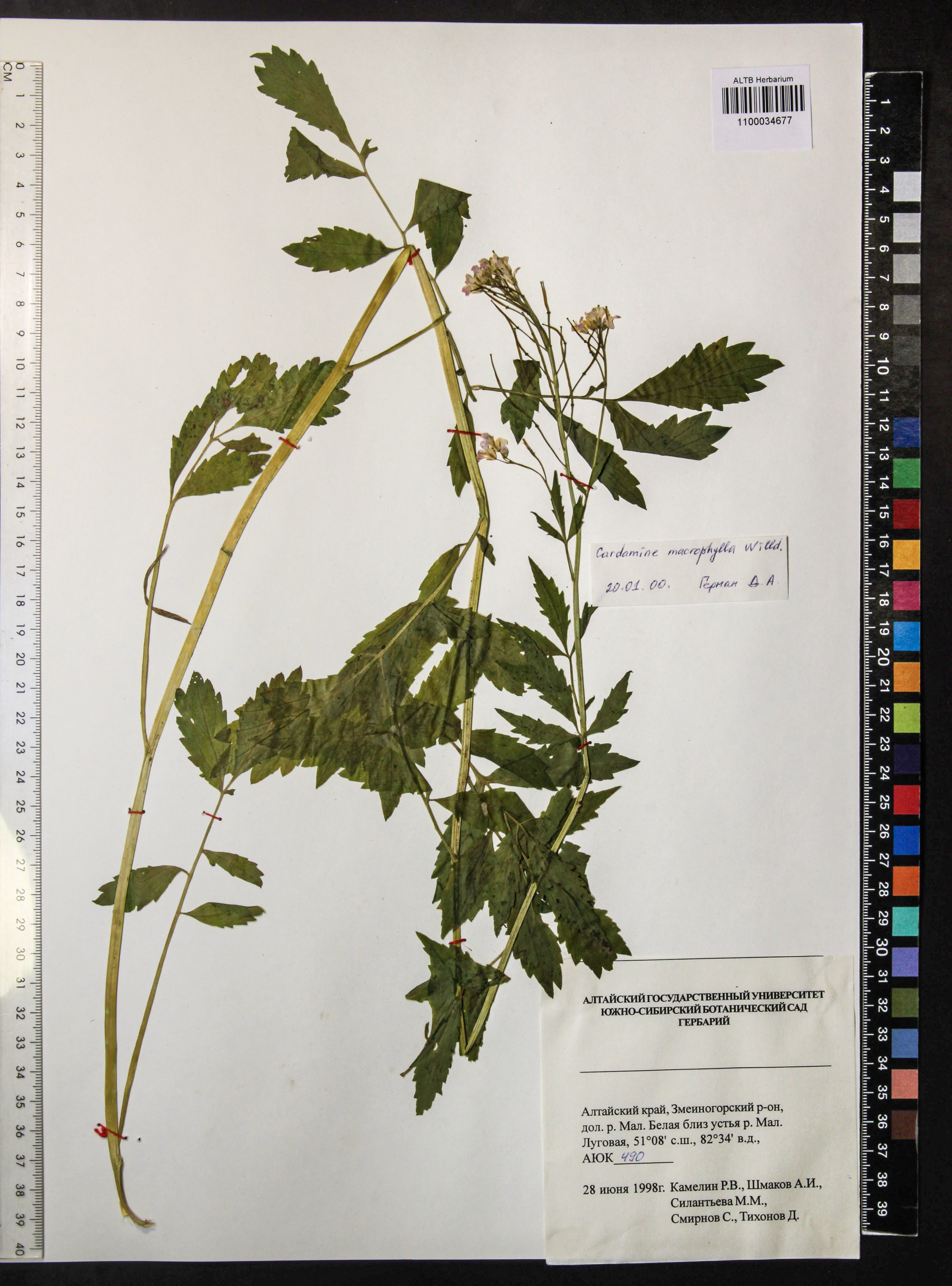 Cardamine macrophylla Willd.