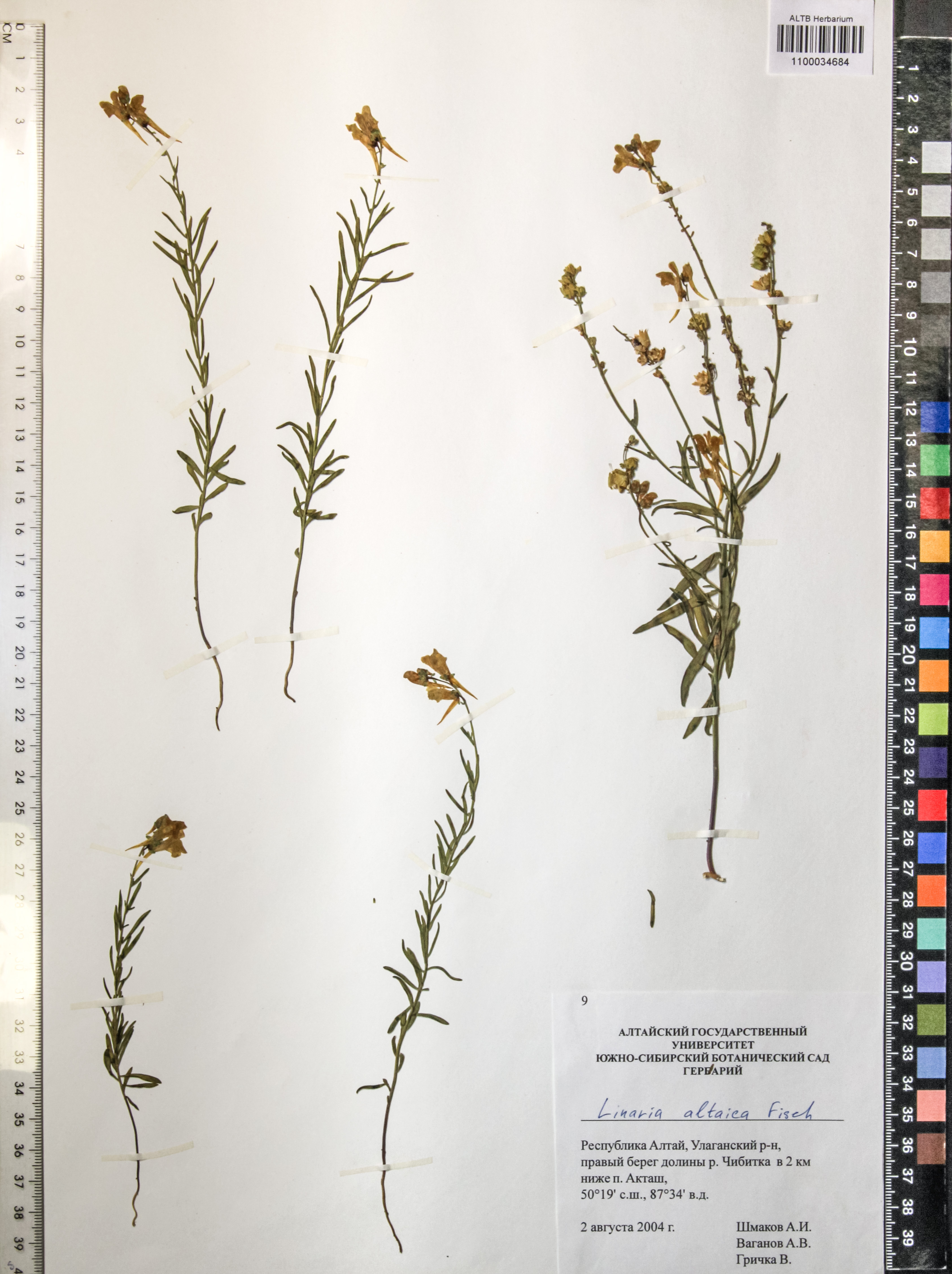 Linaria altaica Fisch. ex Kuprian