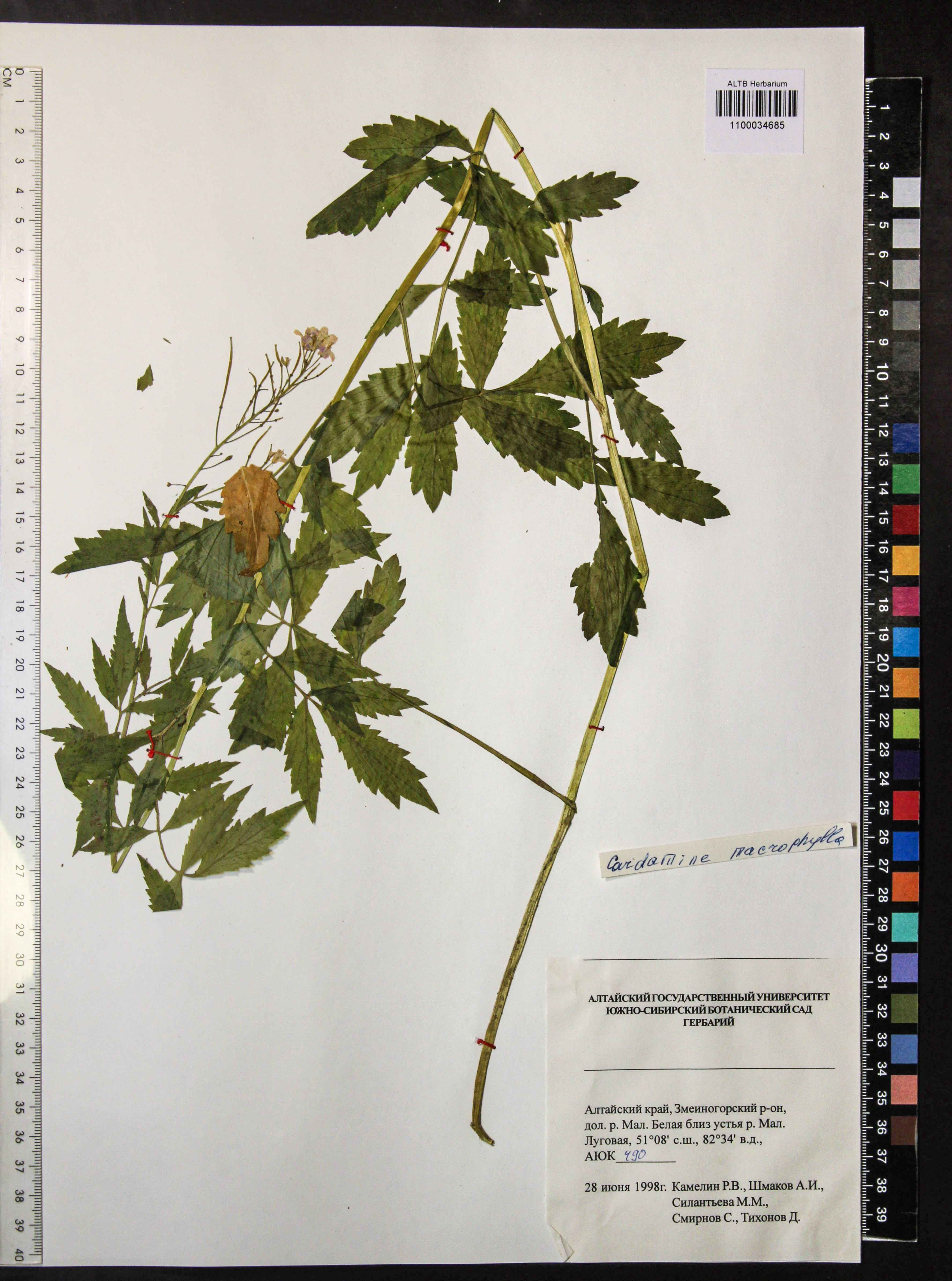 Cardamine macrophylla Willd.