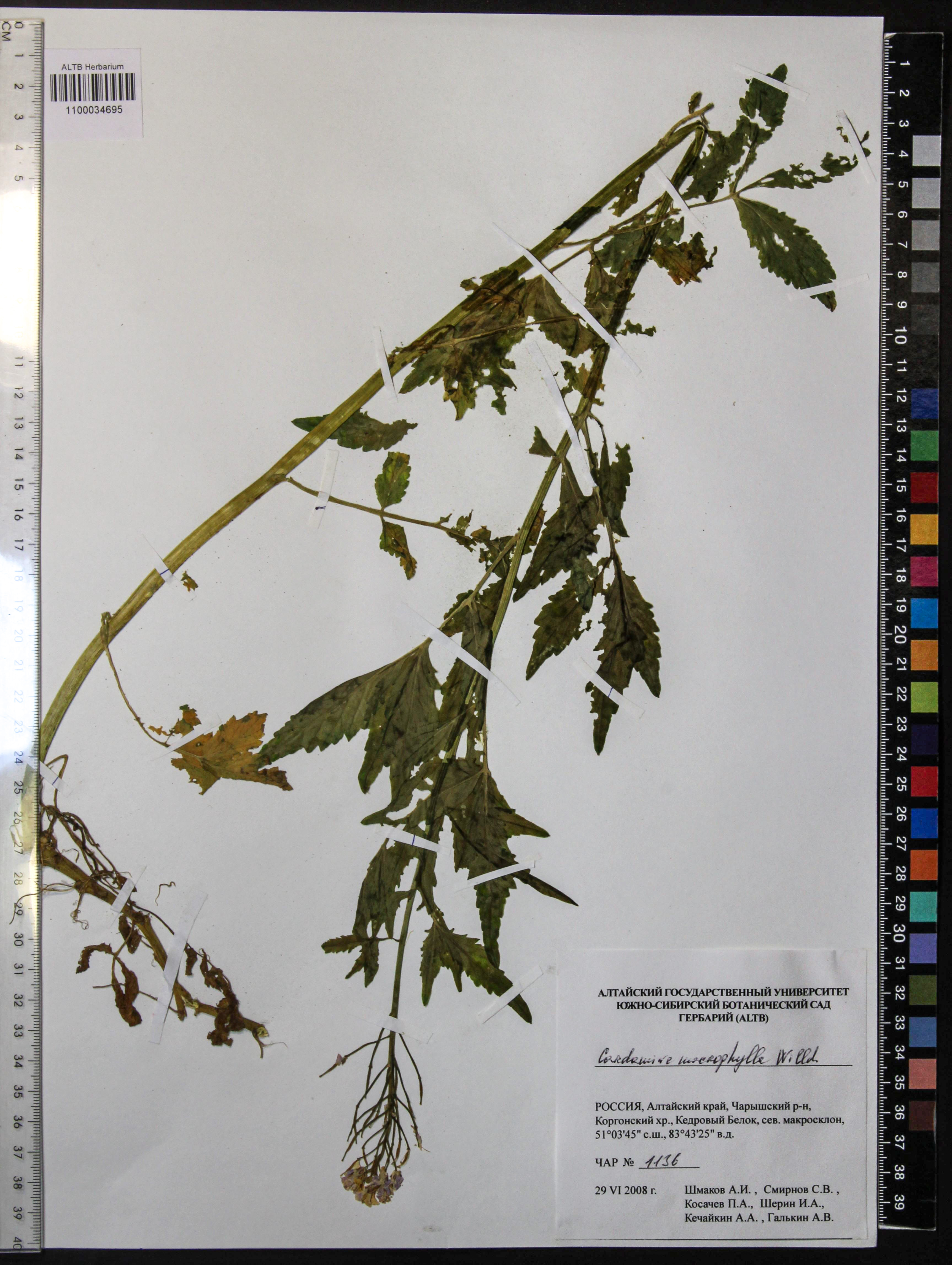 Cardamine macrophylla Willd.