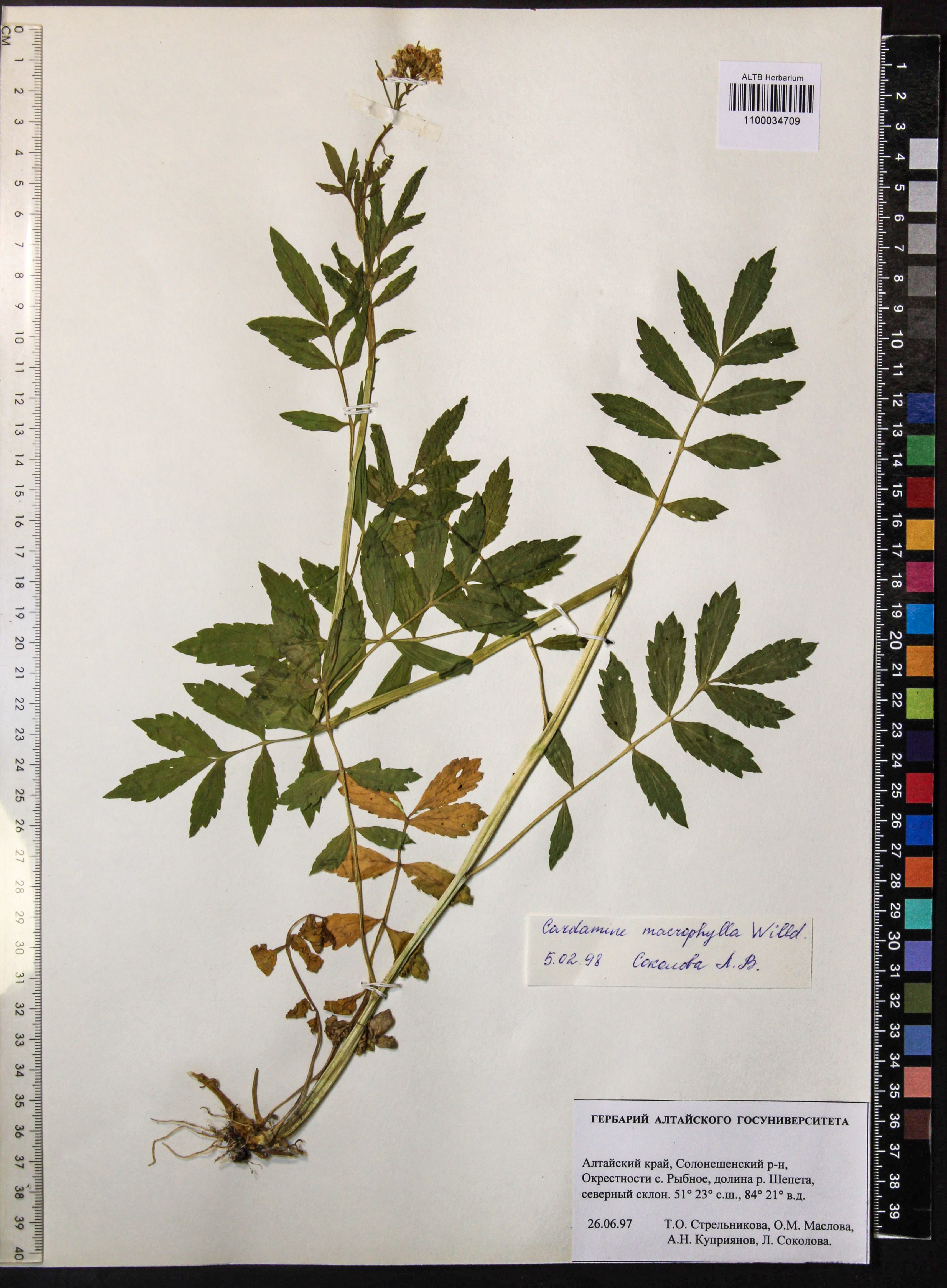Cardamine macrophylla Willd.