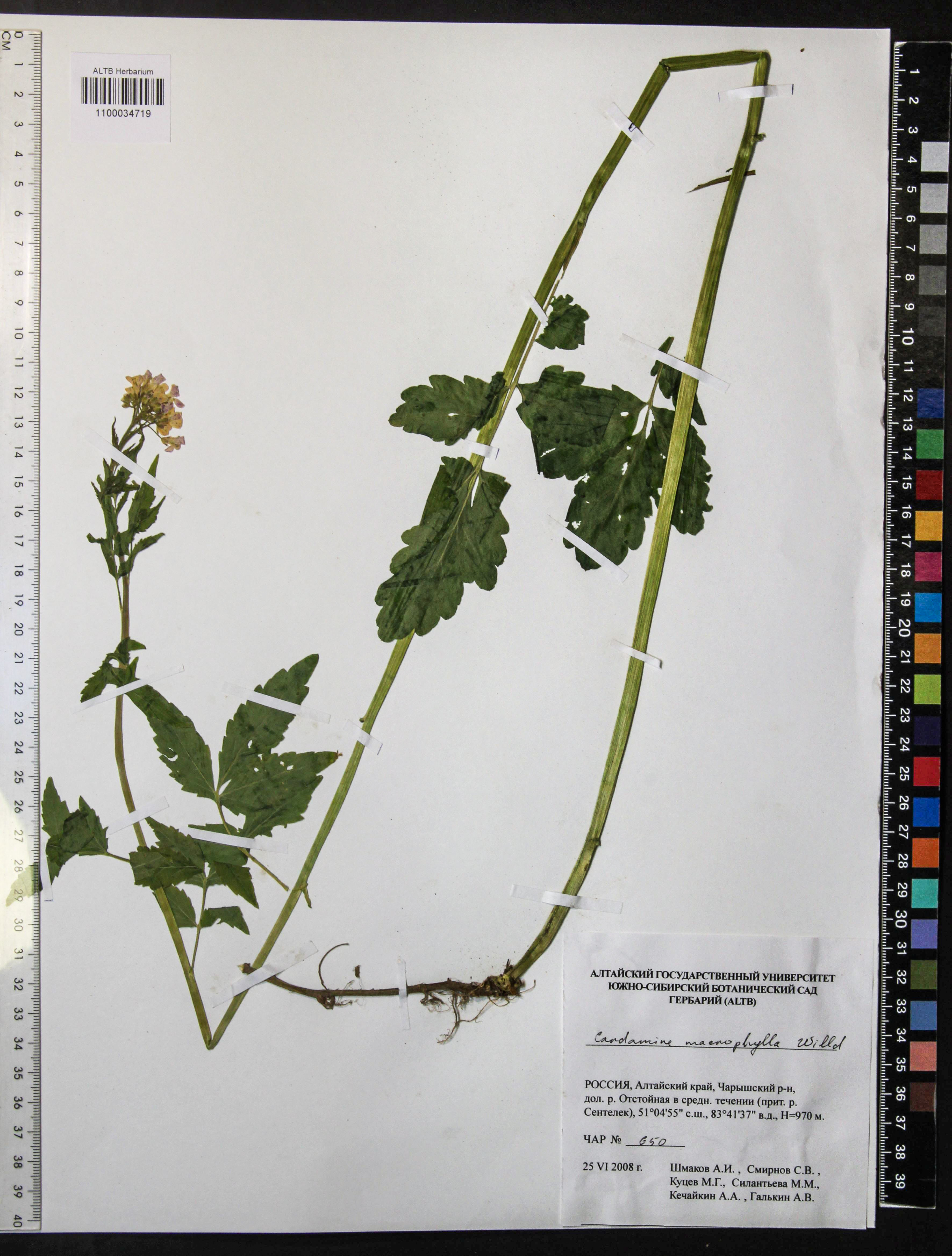 Cardamine macrophylla Willd.