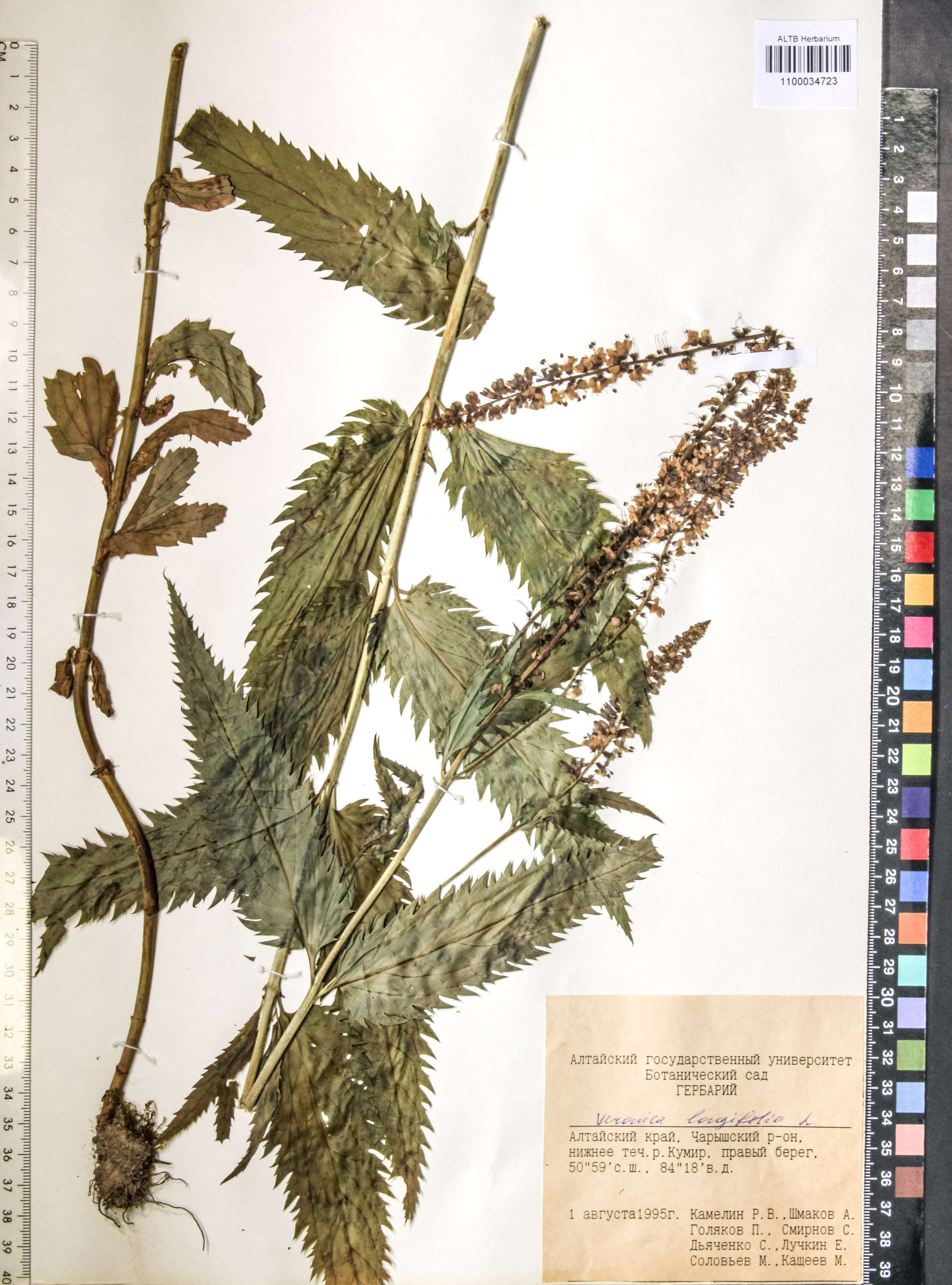 Veronica longifolia L.