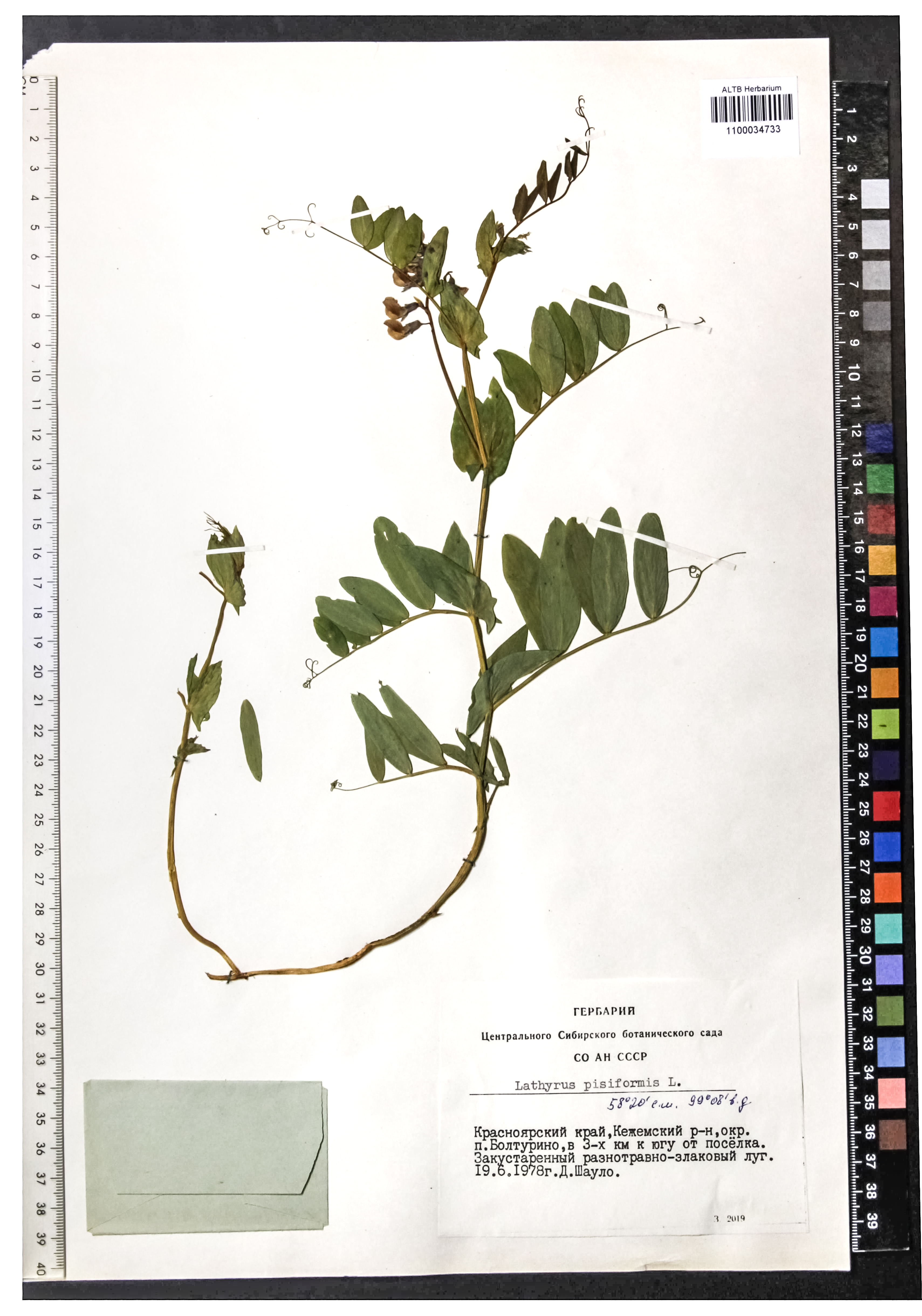 Lathyrus pisiformis L.