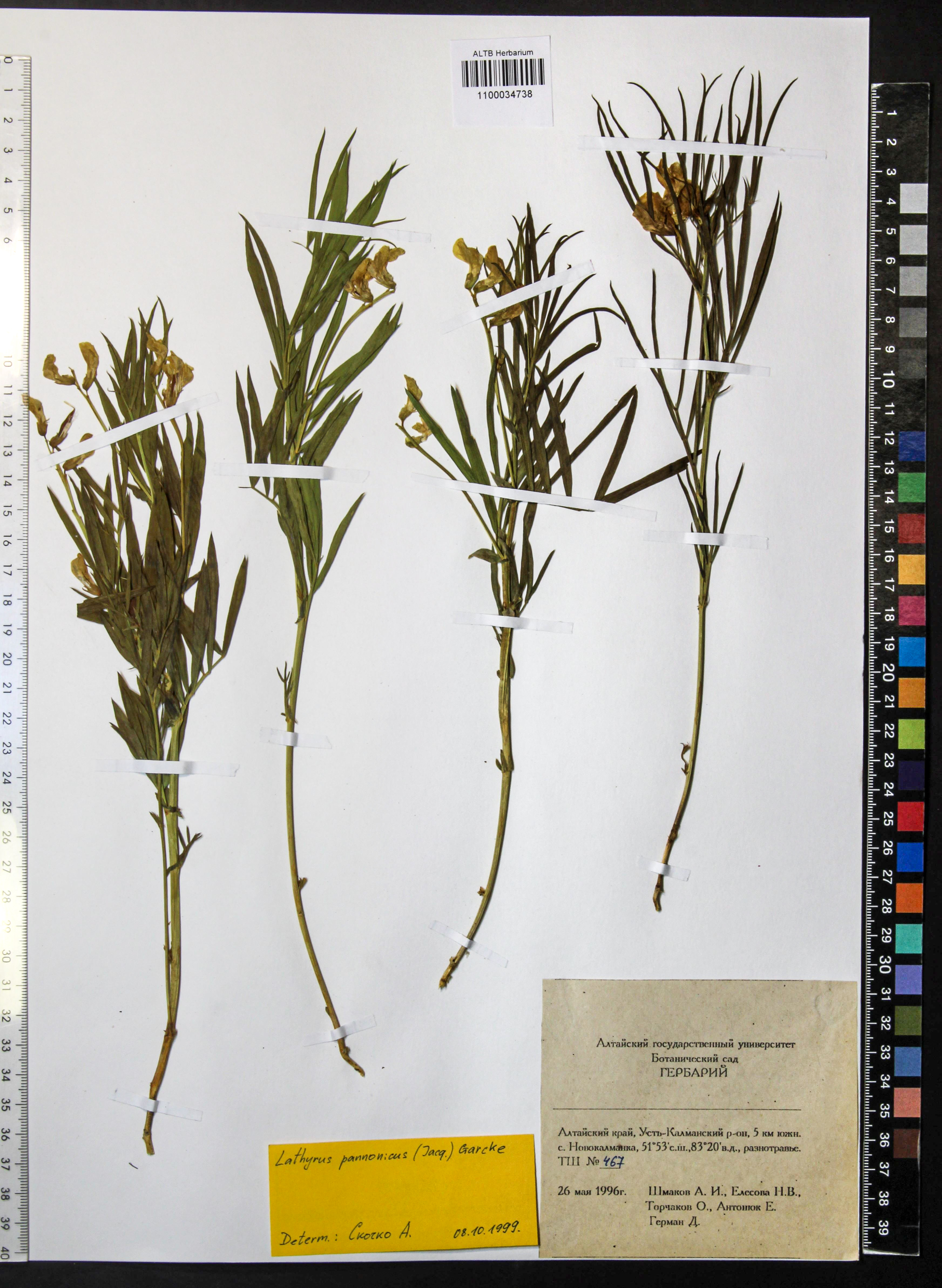 Lathyrus pannonicus Garcke