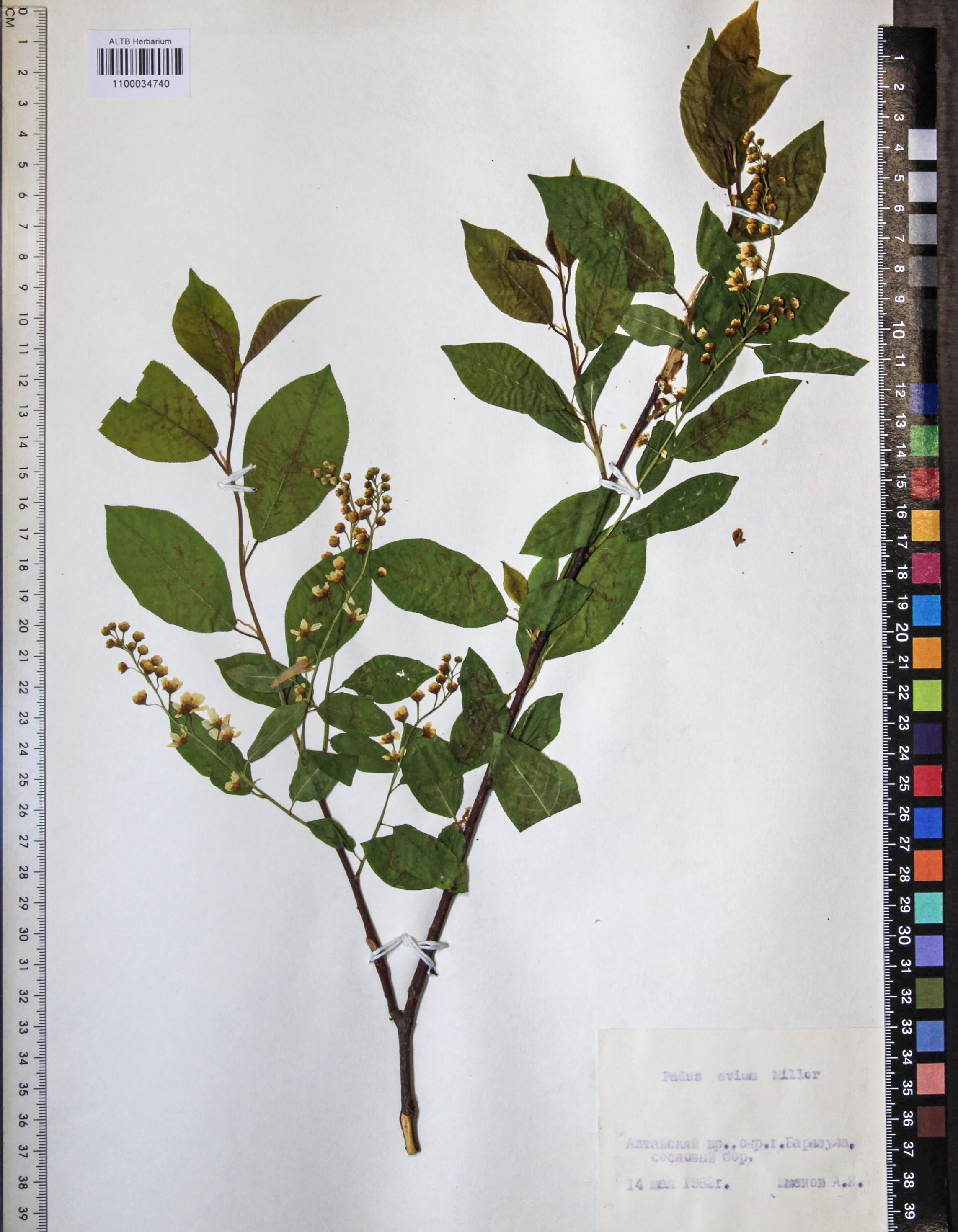 Prunus padus L.