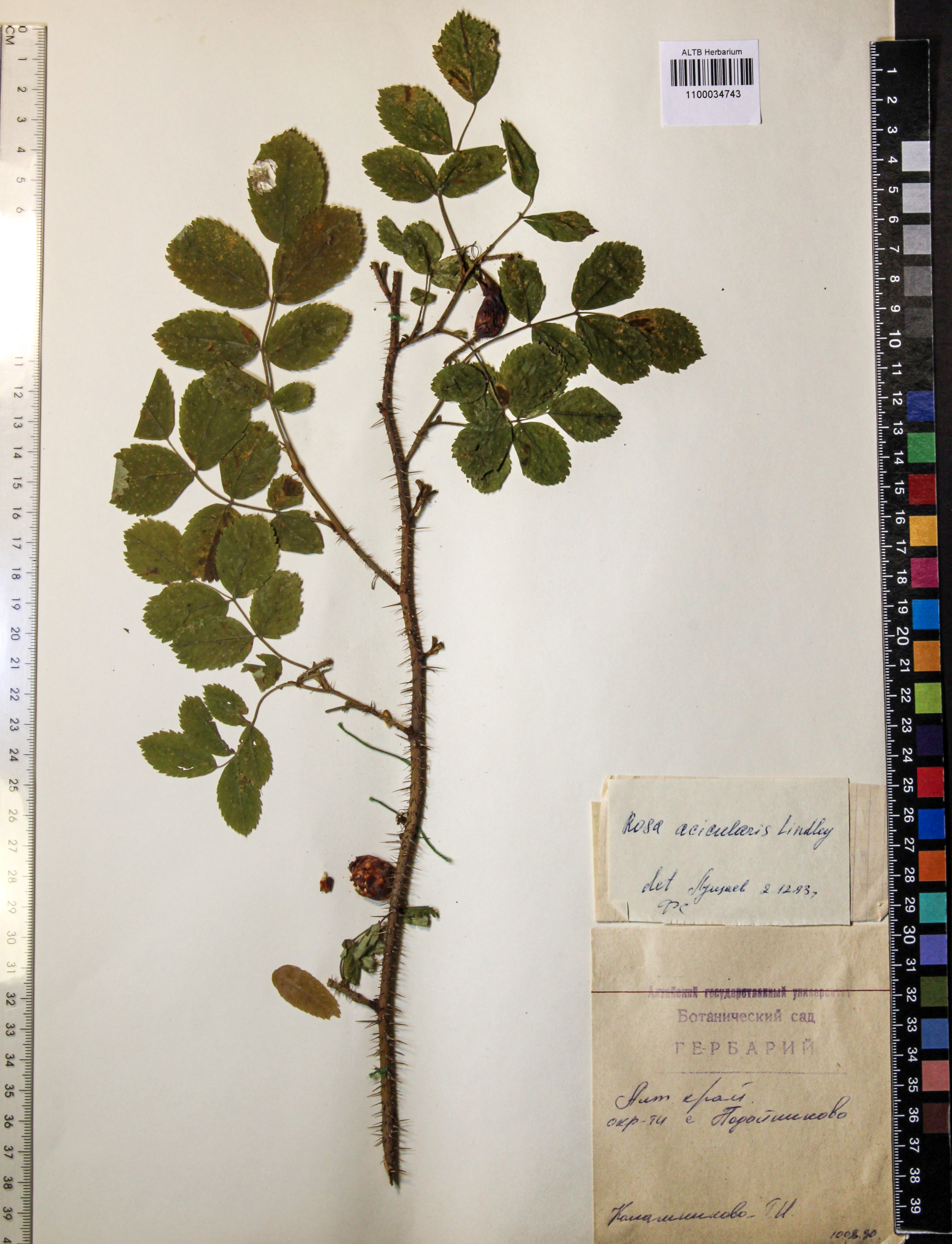 Rosa acicularis Lindl.