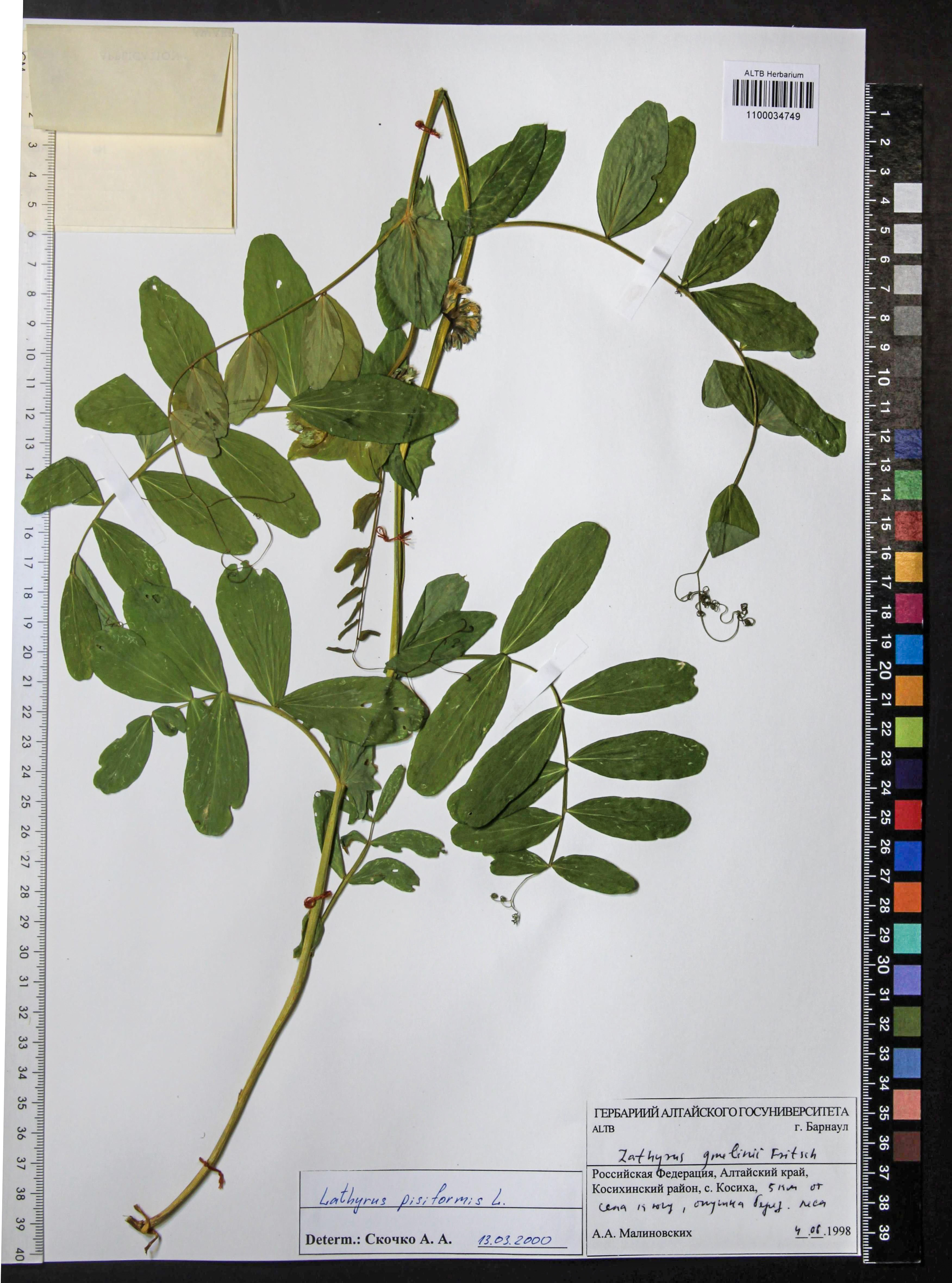 Lathyrus pisiformis L.