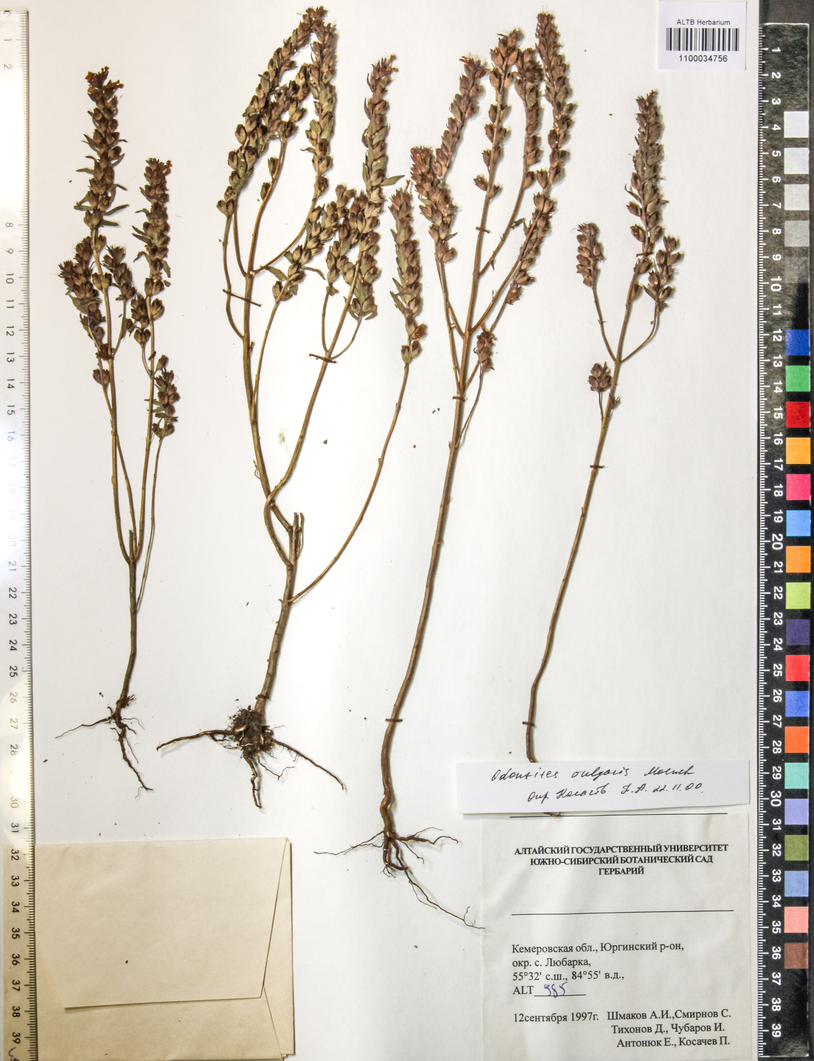 Odontites vulgaris Moench