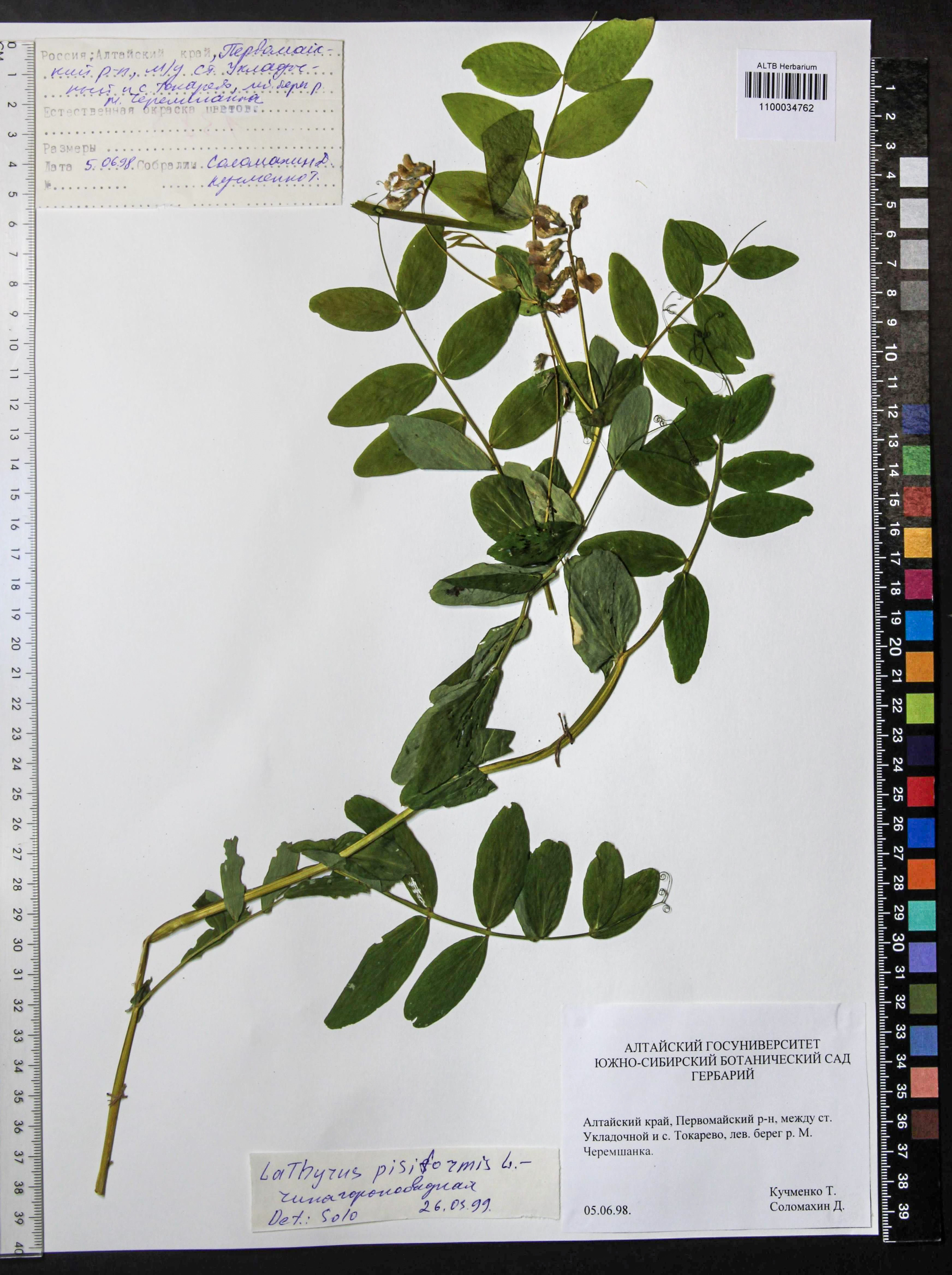 Lathyrus pisiformis L.