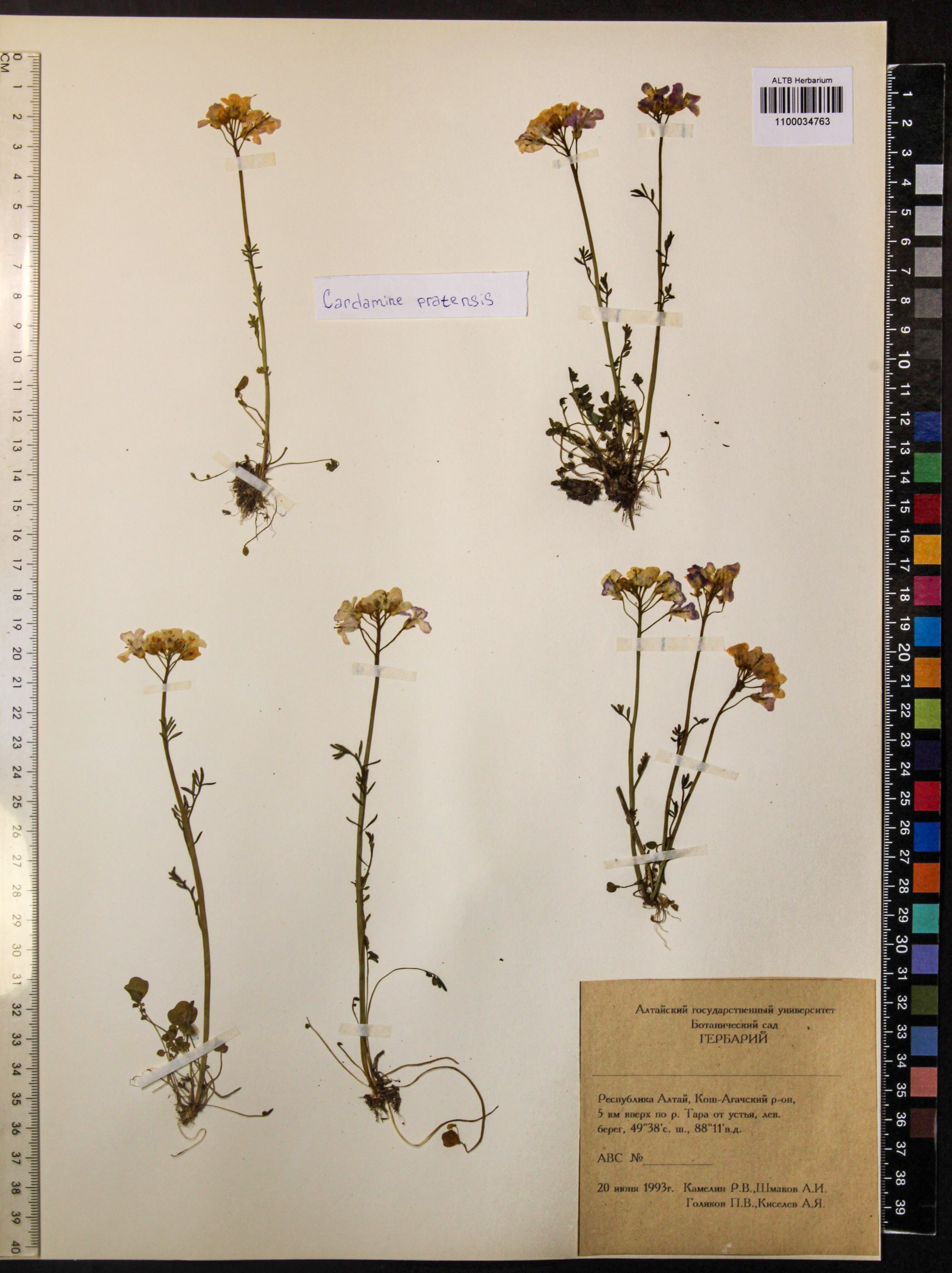 Cardamine pratensis L.