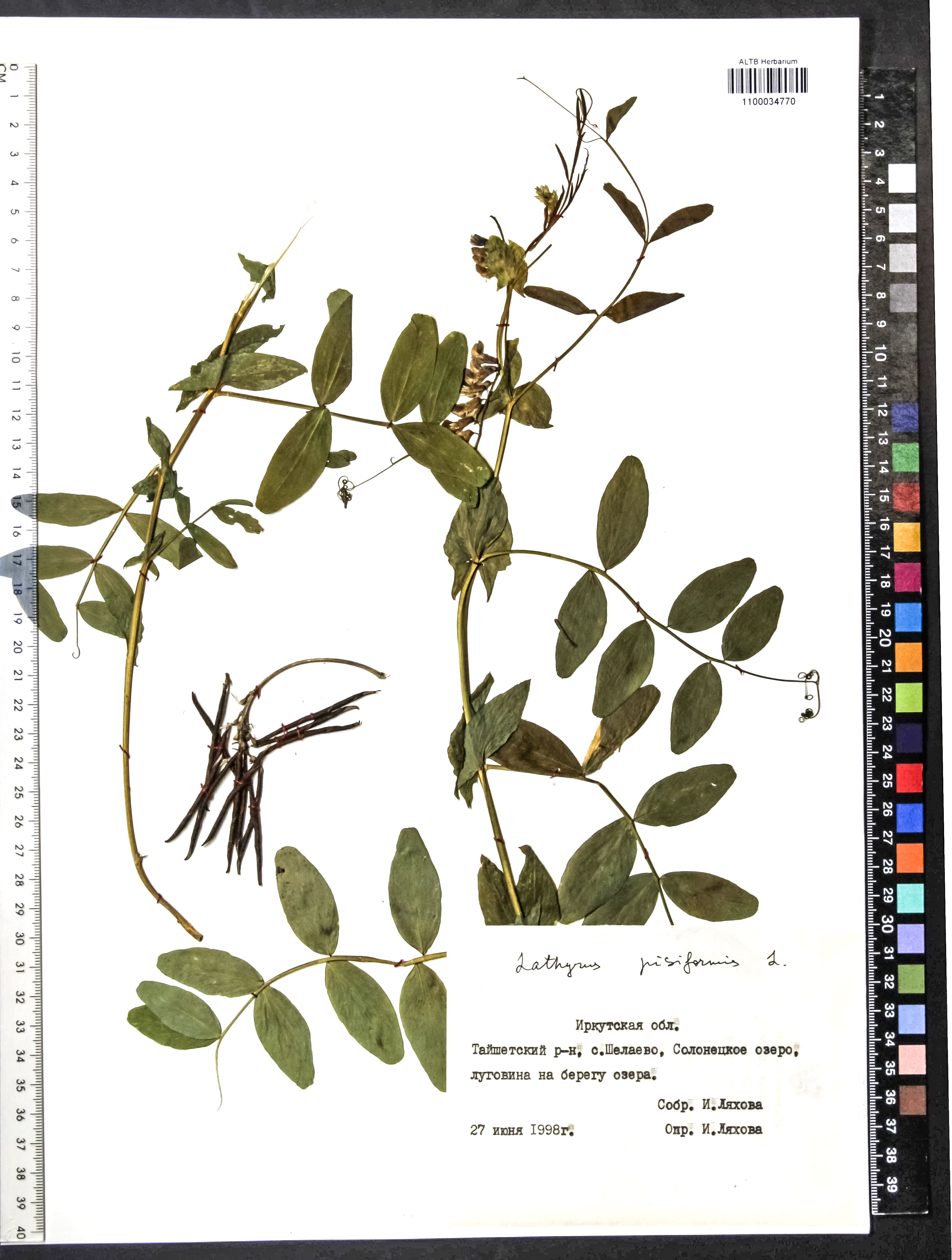 Lathyrus pisiformis L.