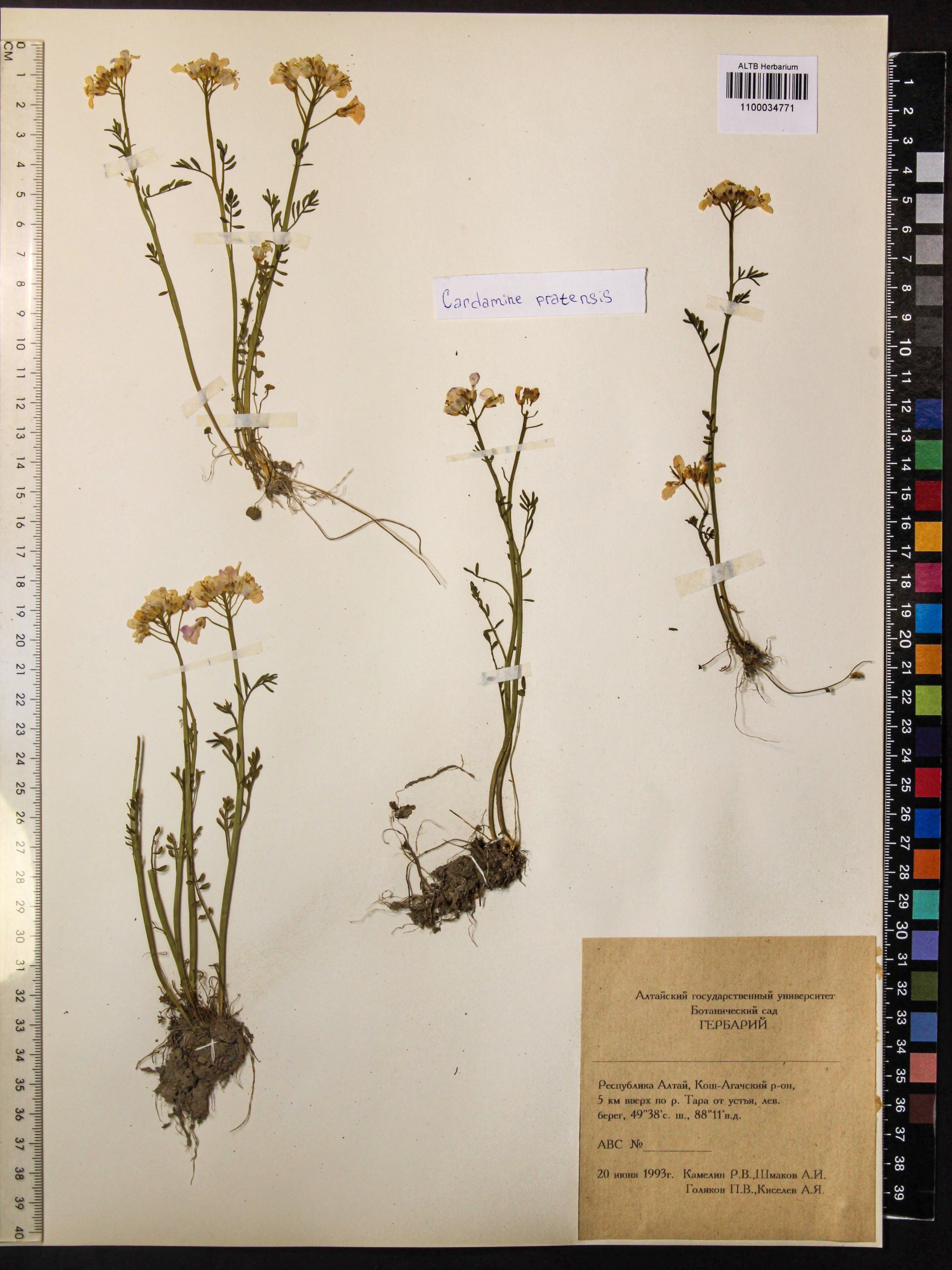 Cardamine pratensis L.