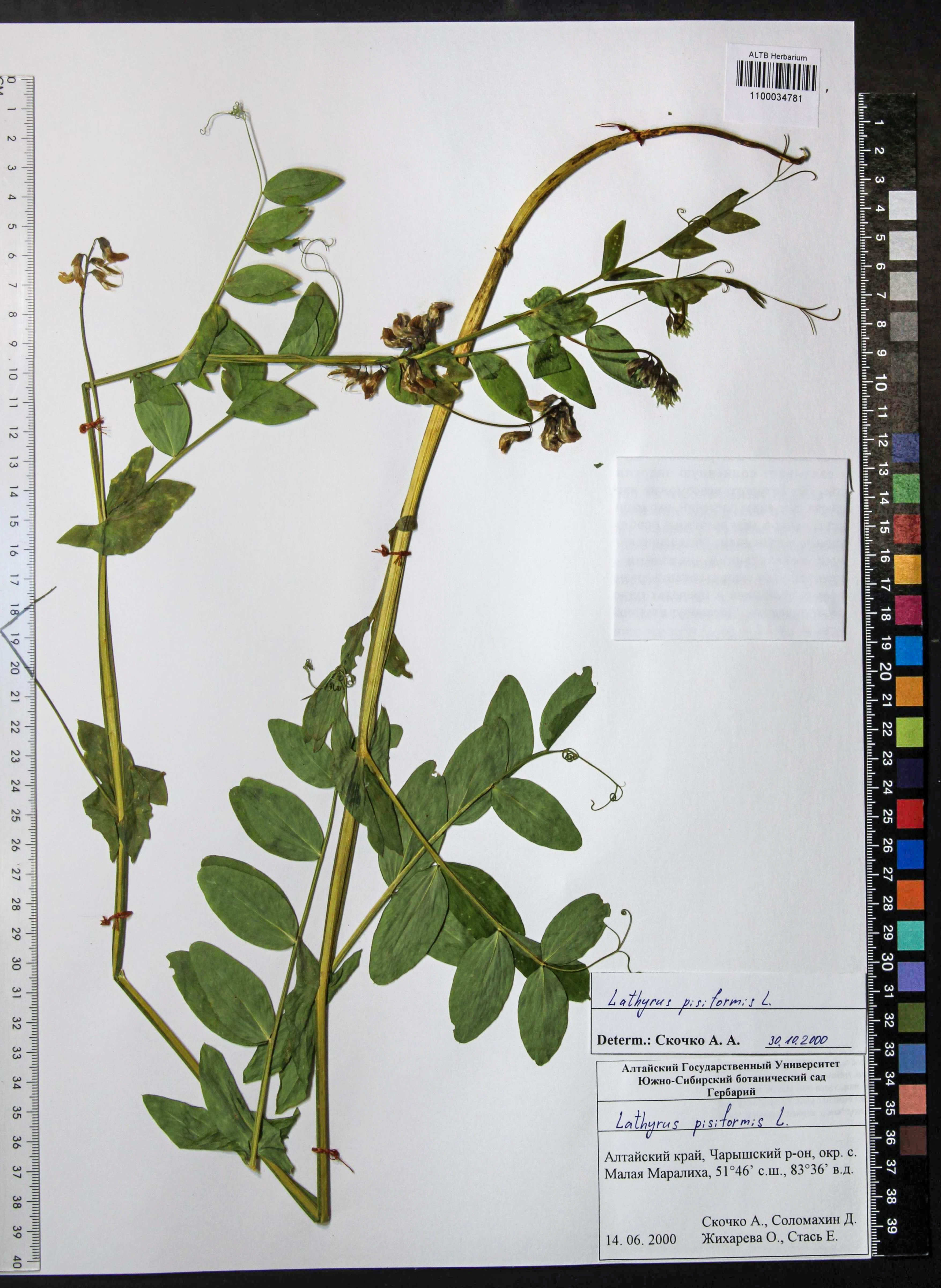 Lathyrus pisiformis L.