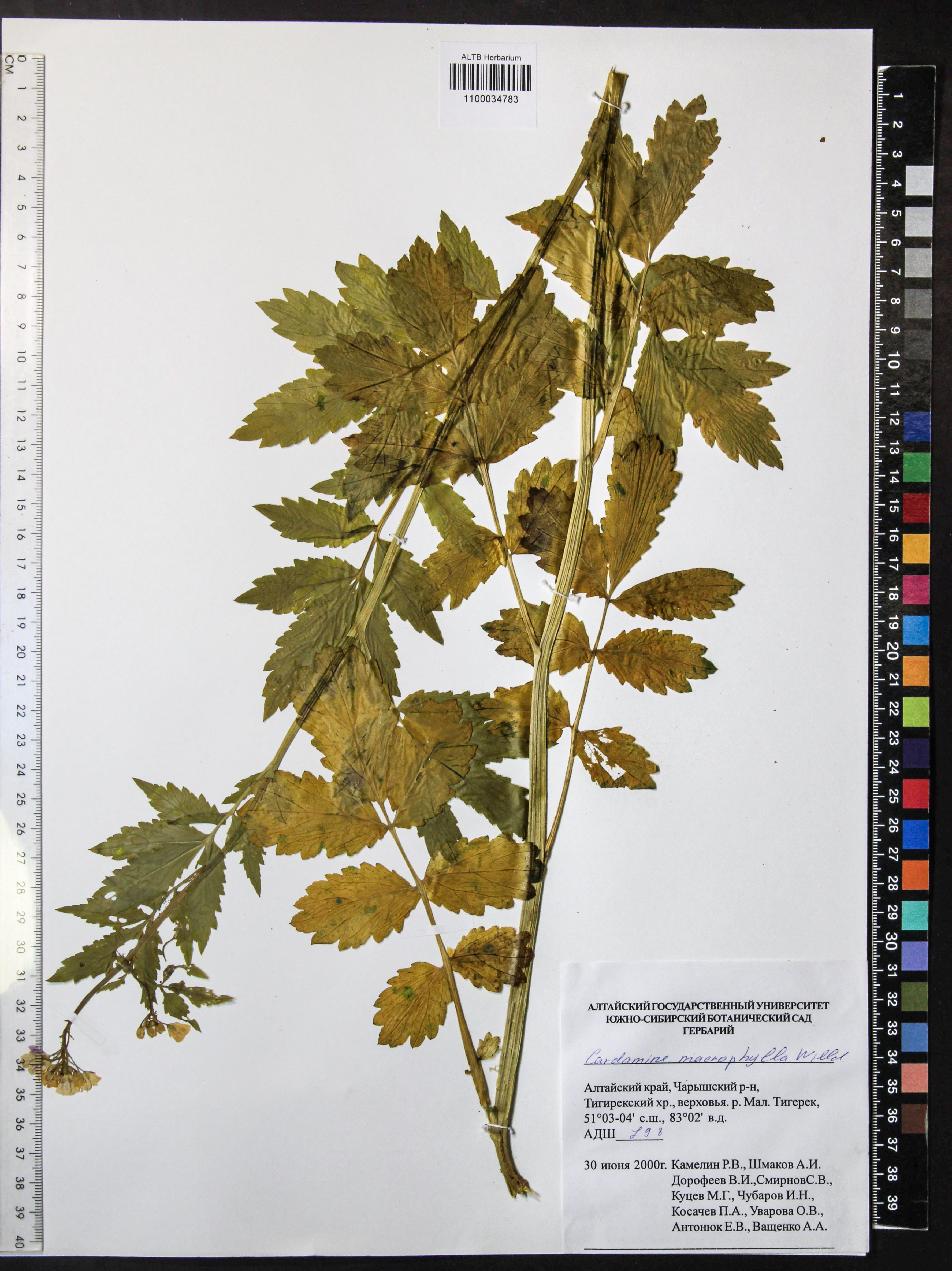 Cardamine macrophylla Willd.