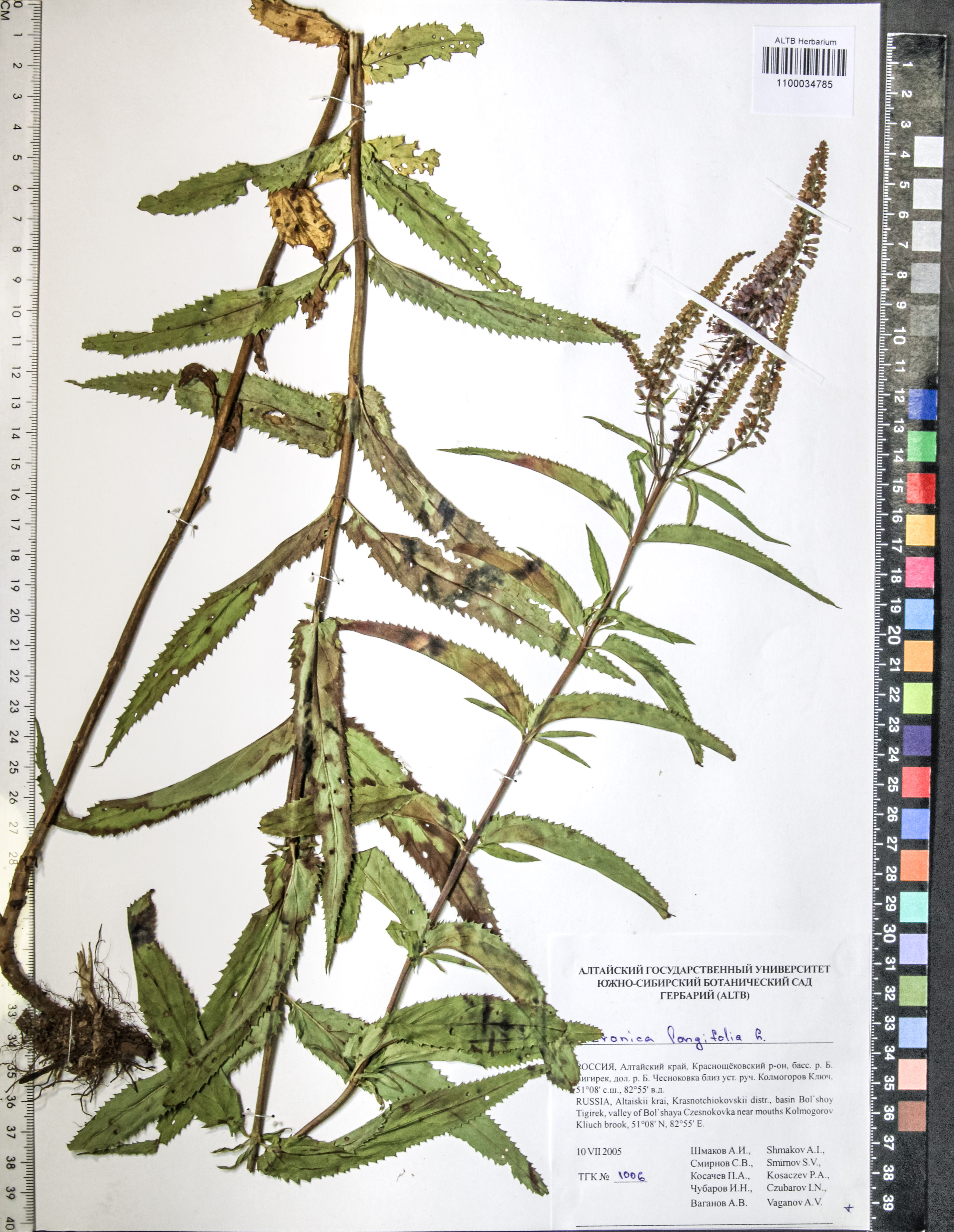 Veronica longifolia L.