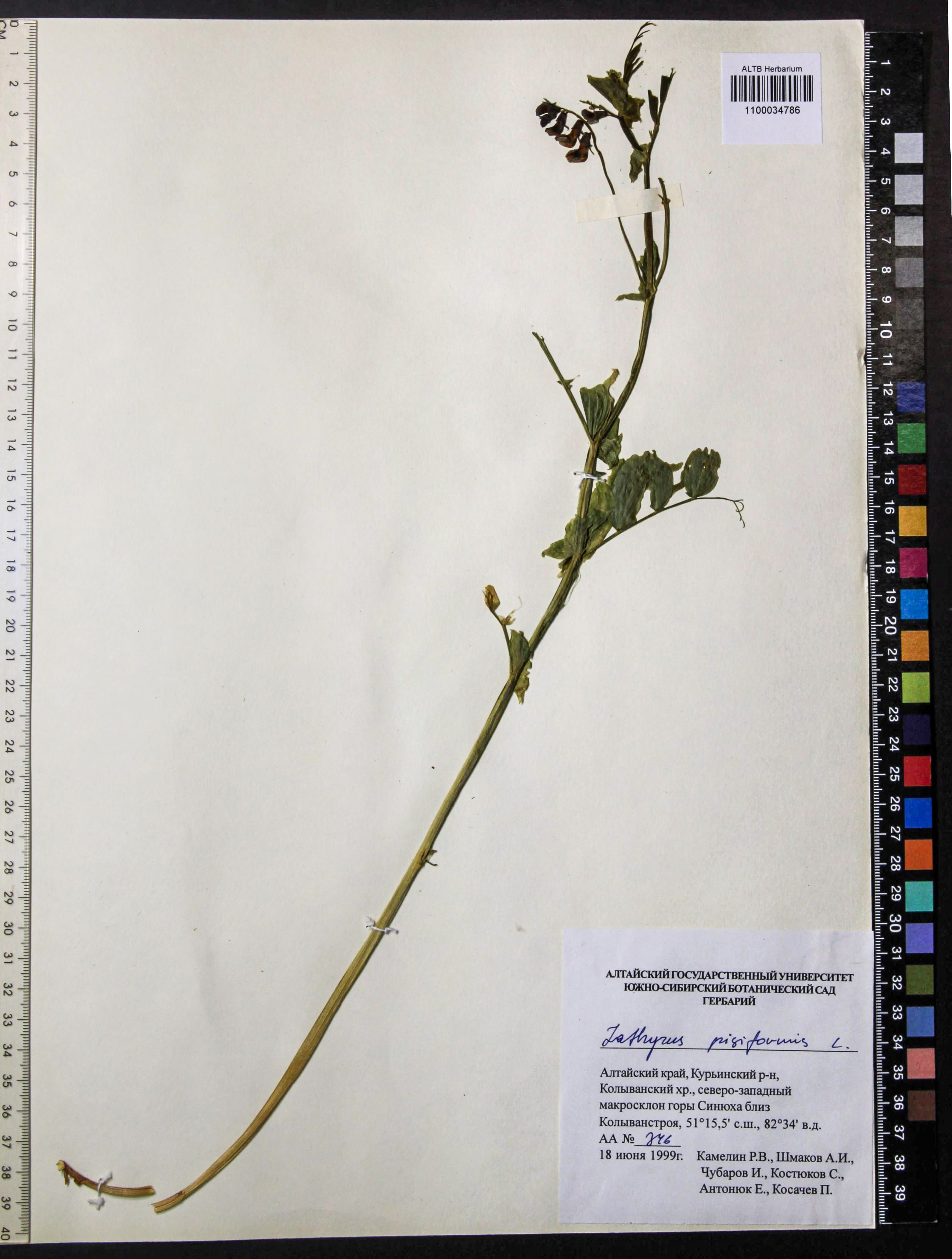 Lathyrus pisiformis L.