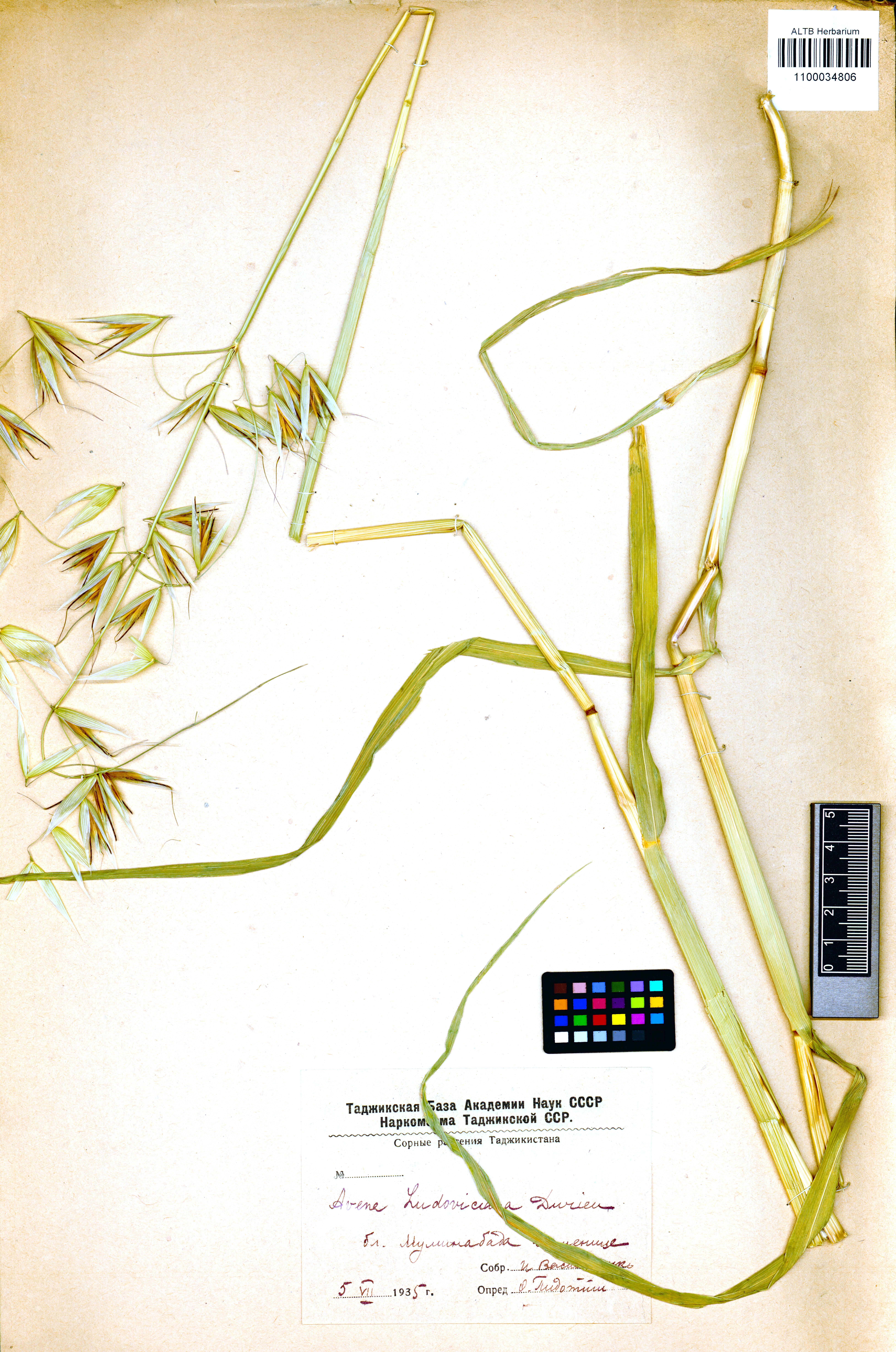 Avena persica Steud.