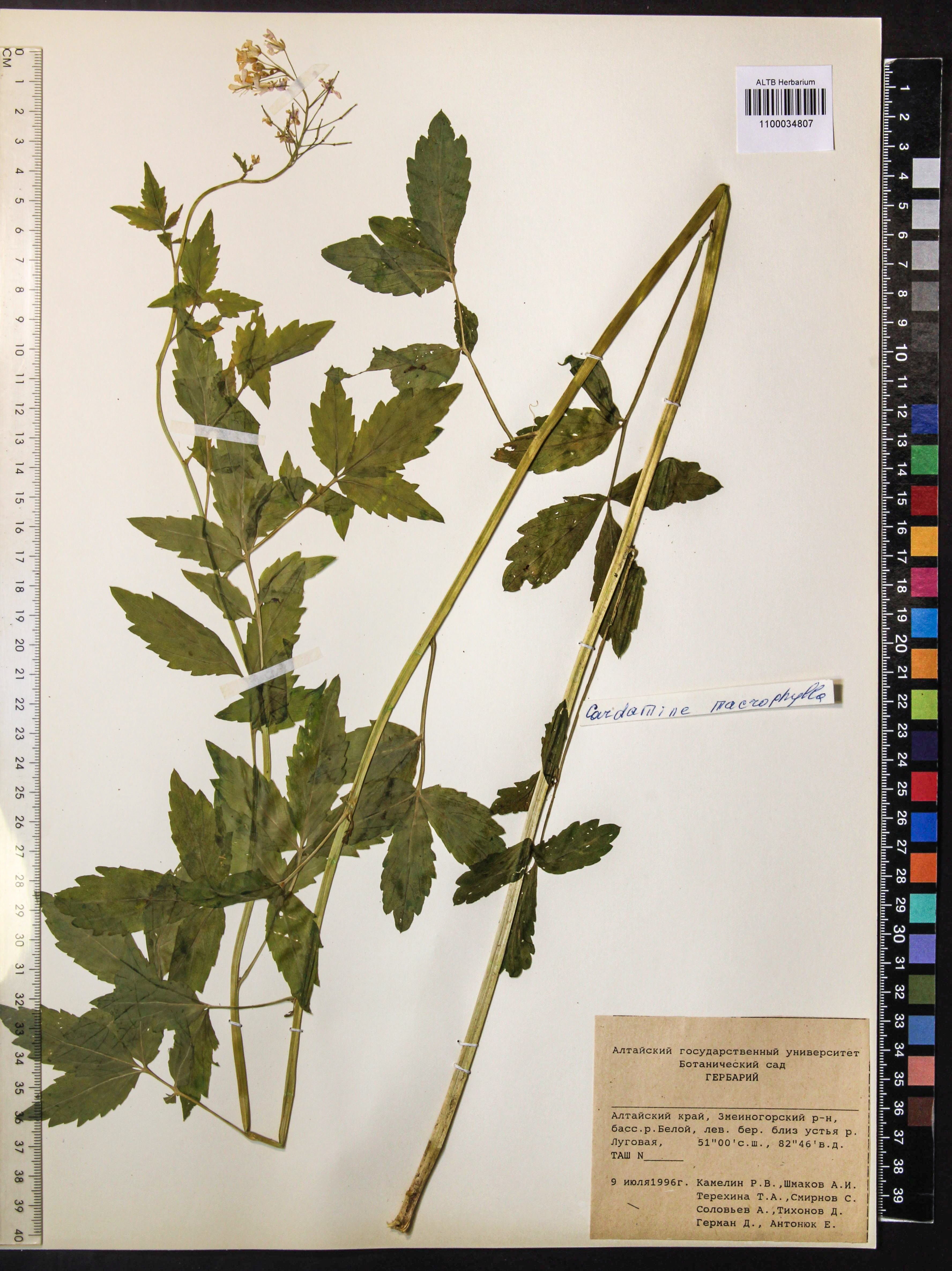 Cardamine macrophylla Willd.