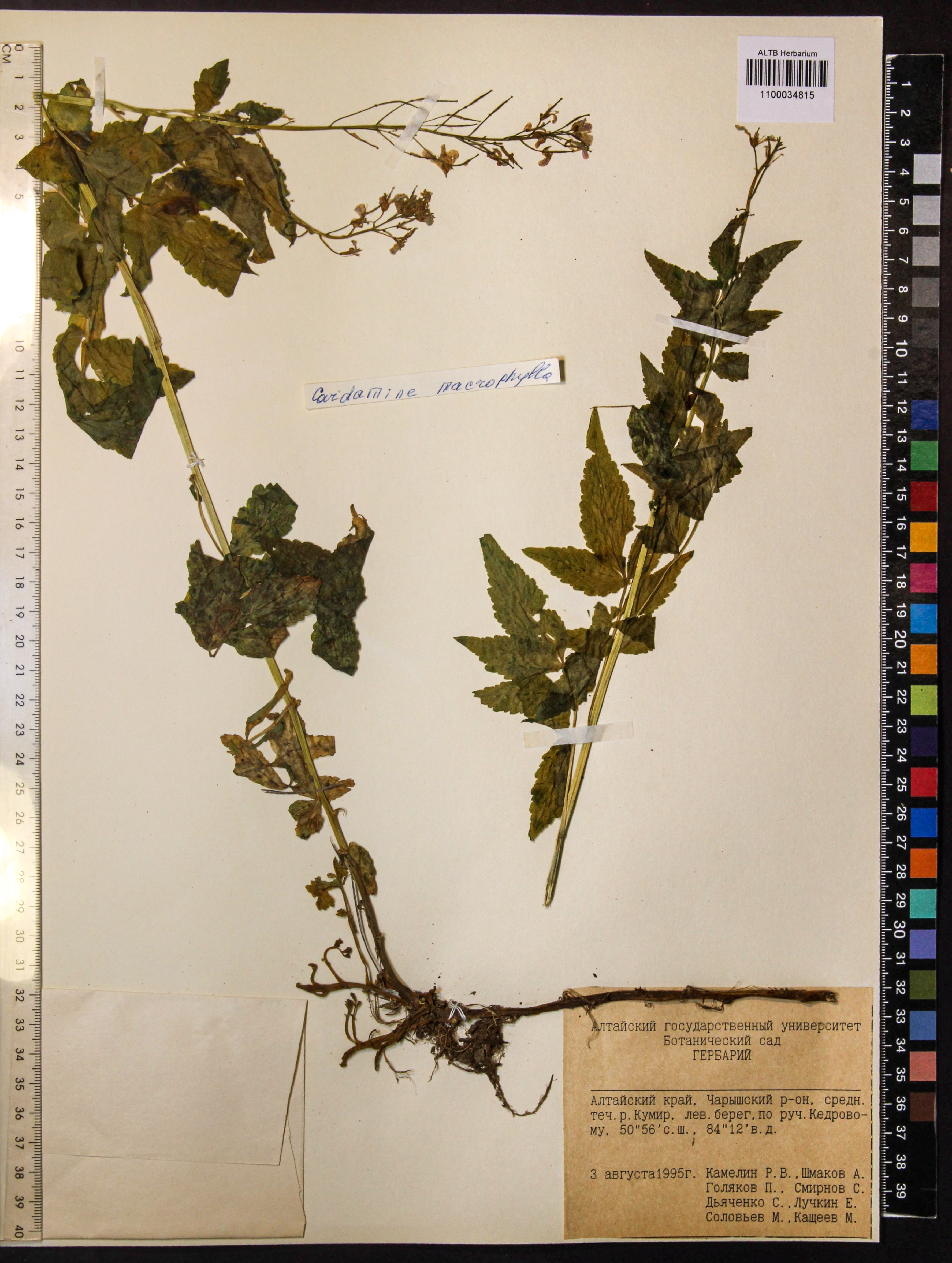 Cardamine macrophylla Willd.