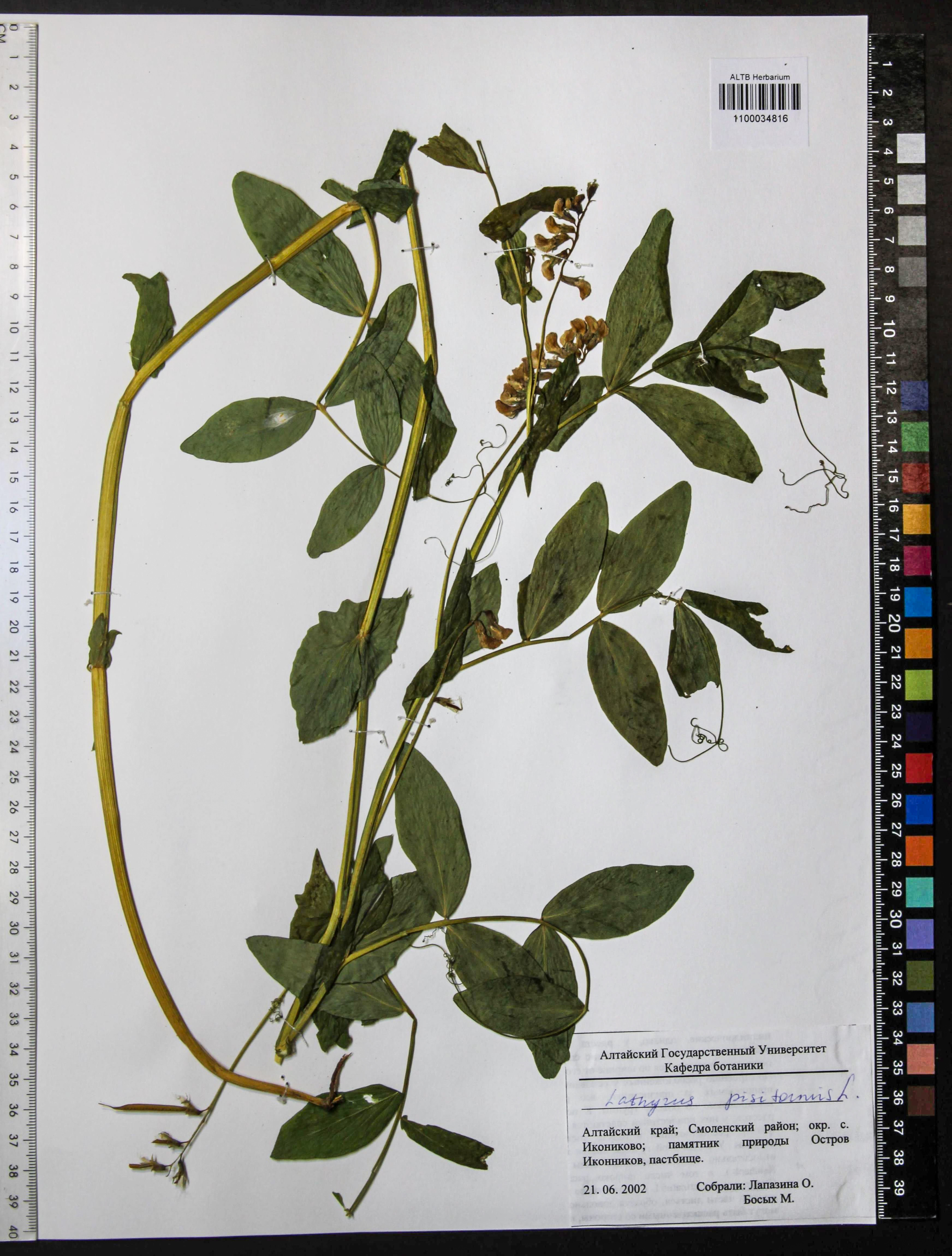 Lathyrus pisiformis L.