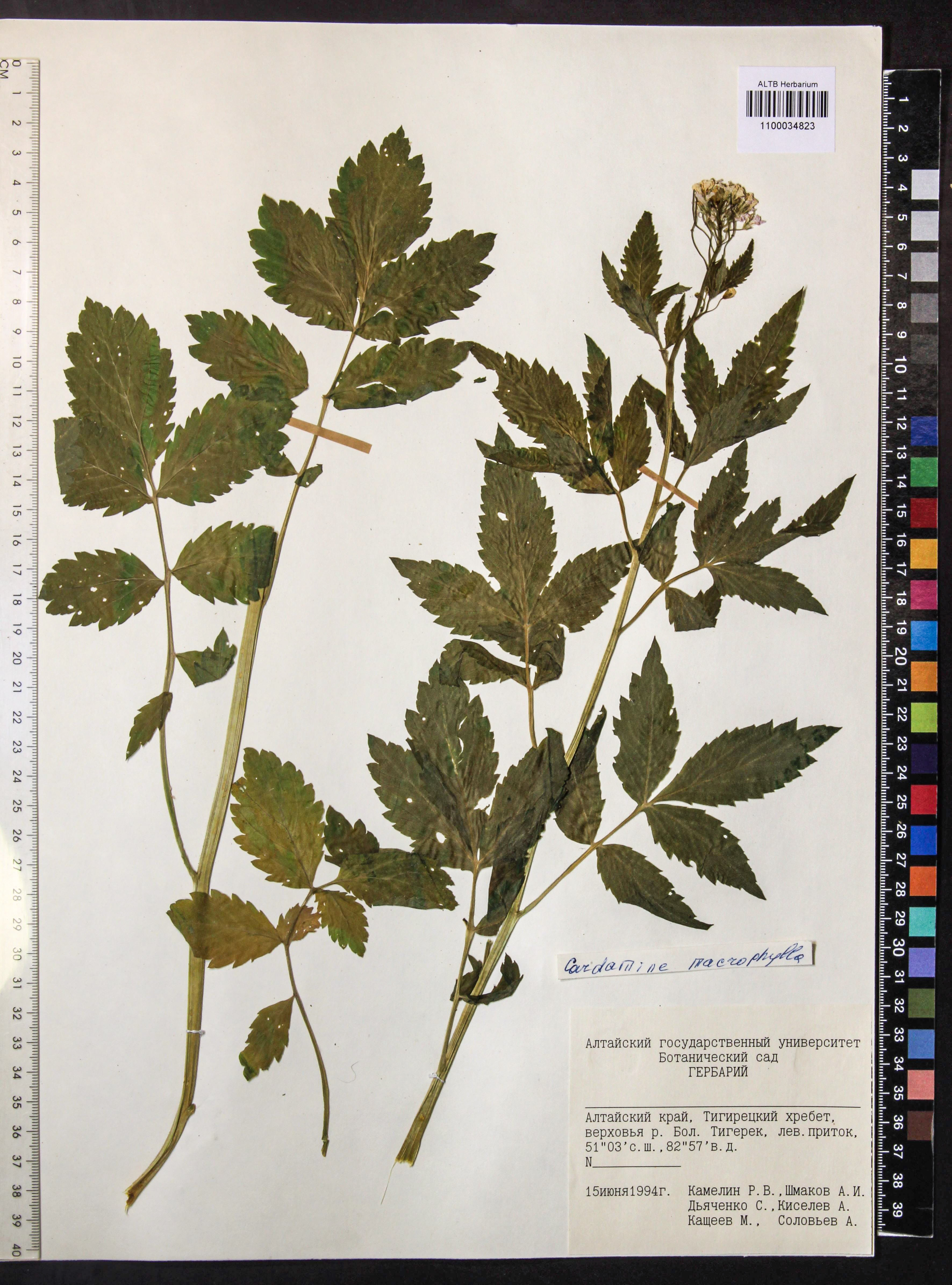 Cardamine macrophylla Willd.