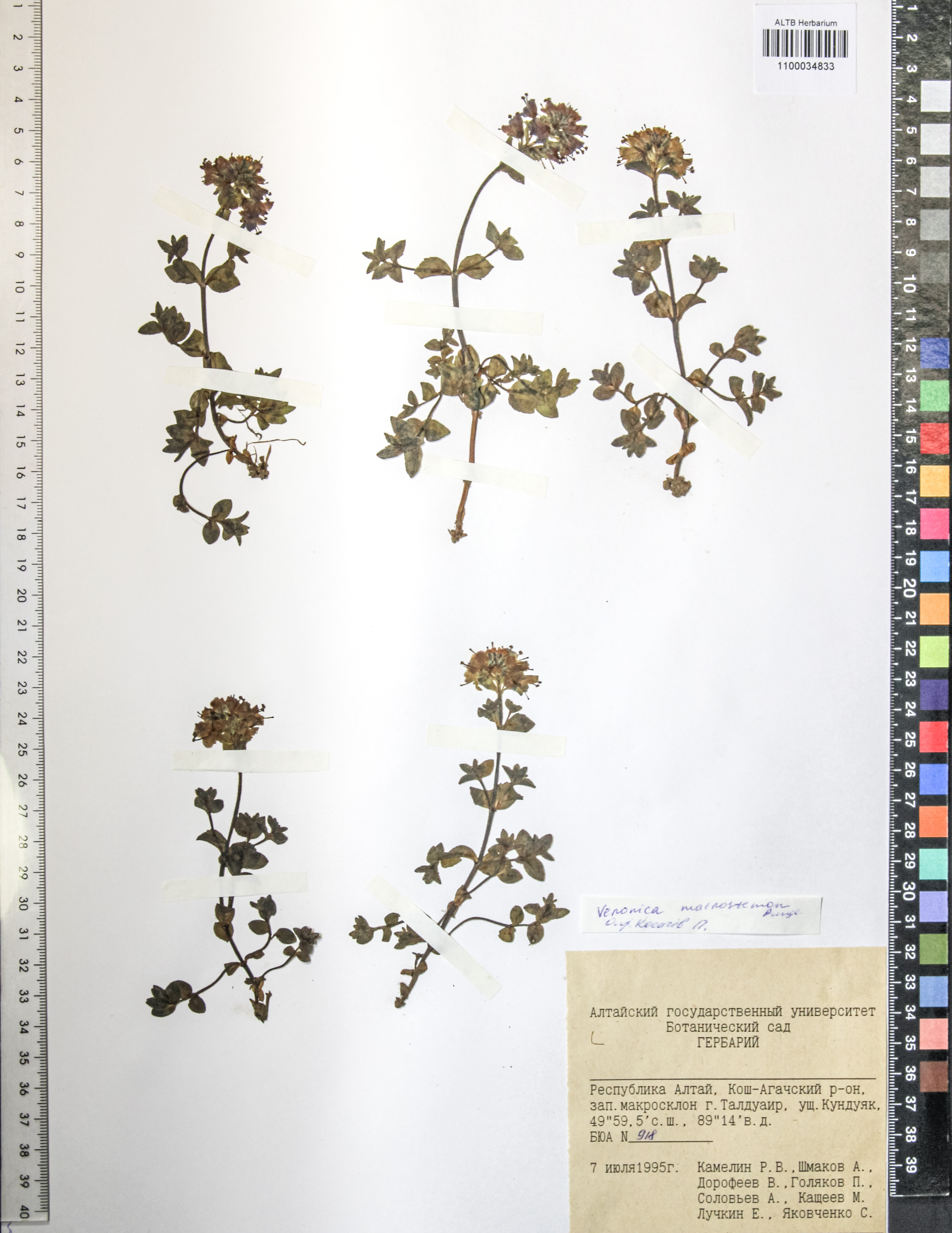Veronica macrostemon Bunge