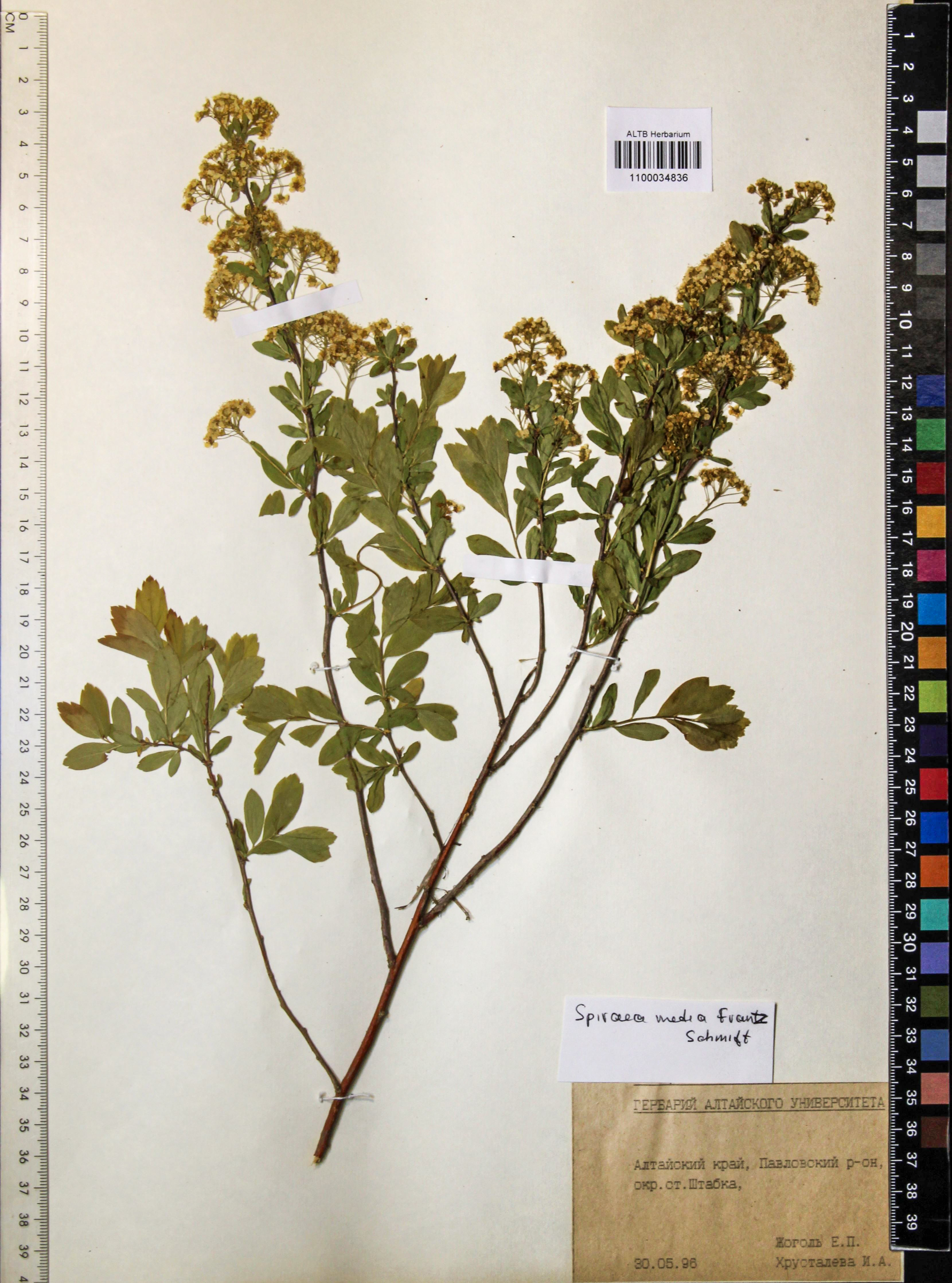 Spiraea media Schmidt