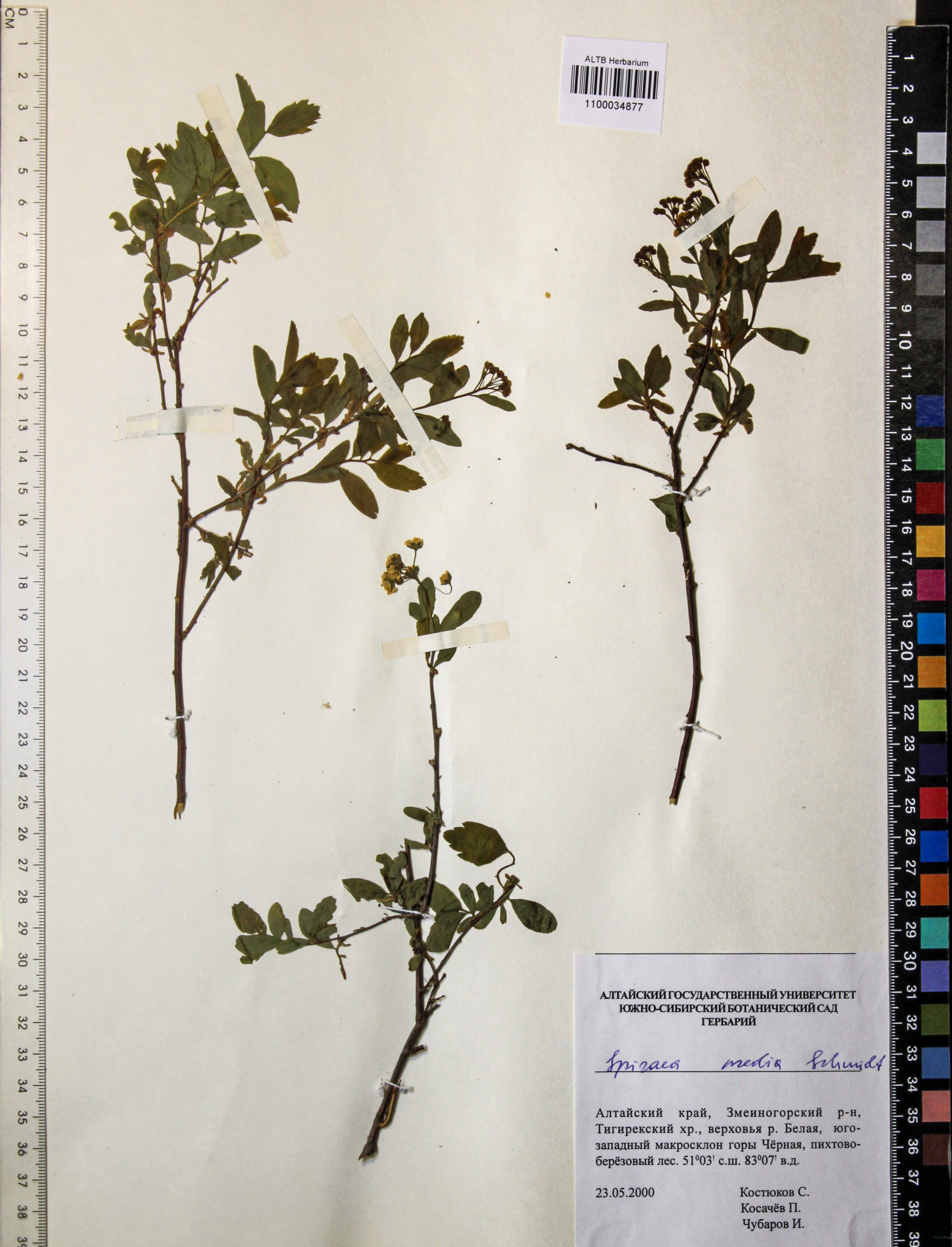 Spiraea media Schmidt