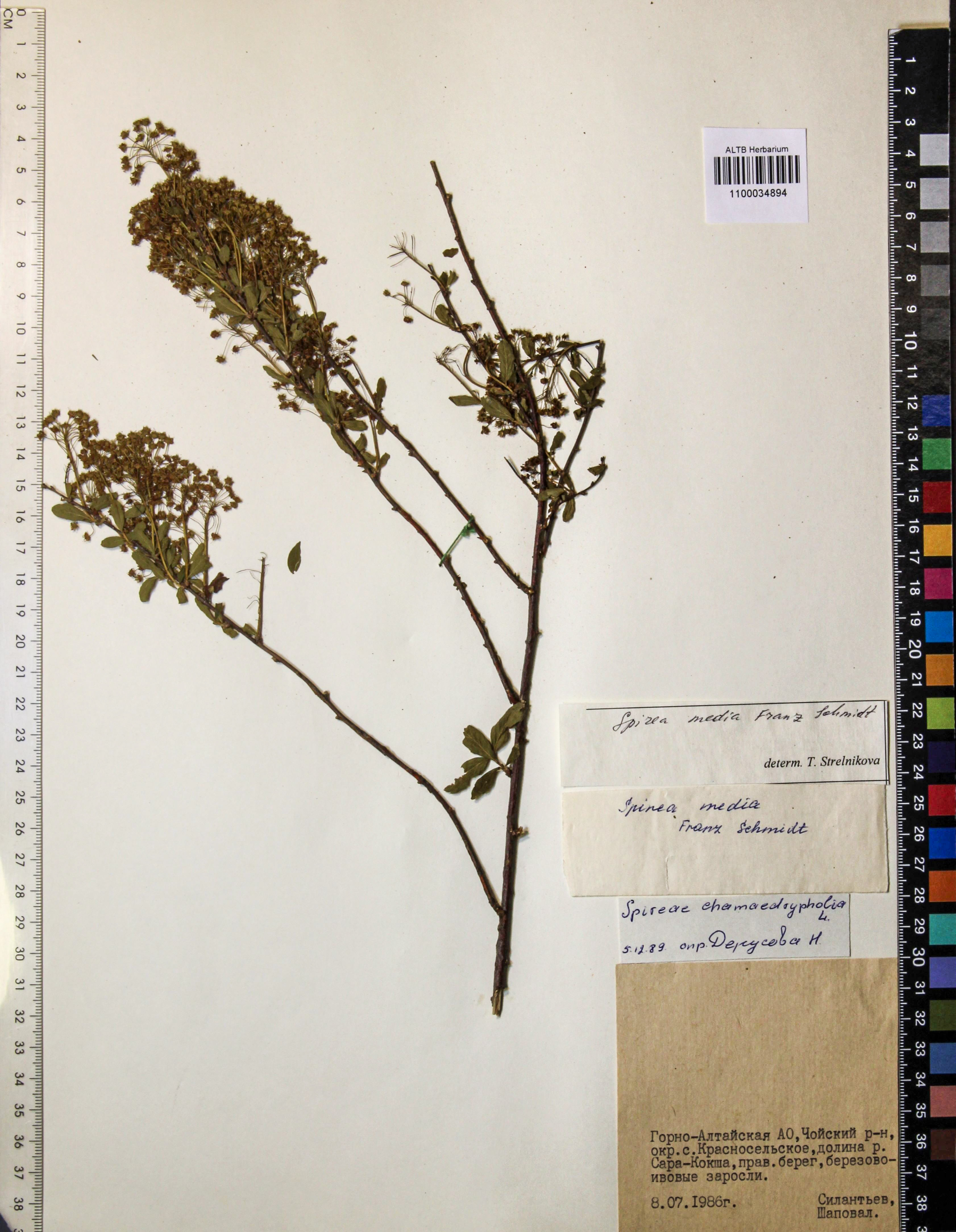 Spiraea media Schmidt