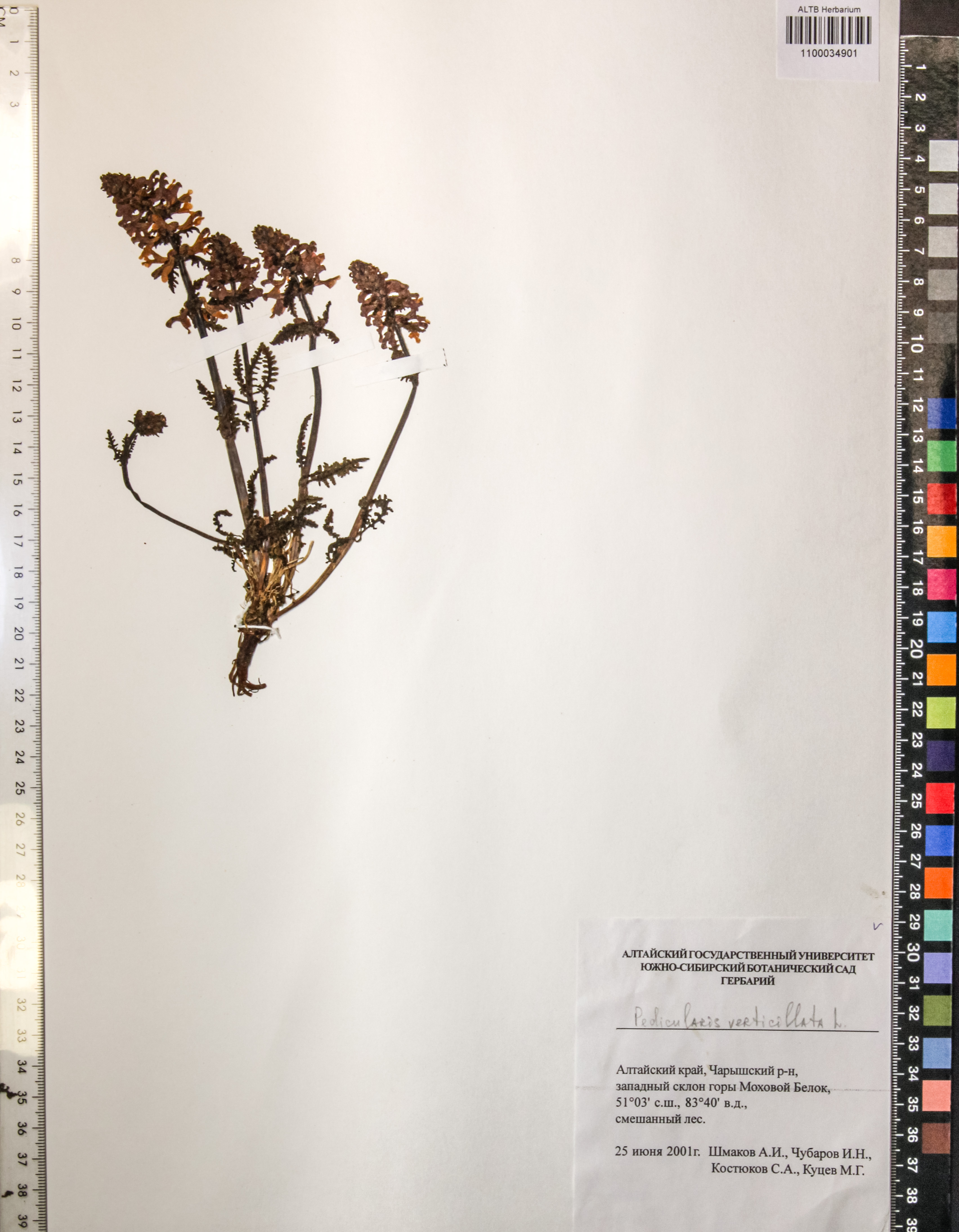 Pedicularis verticillata L.