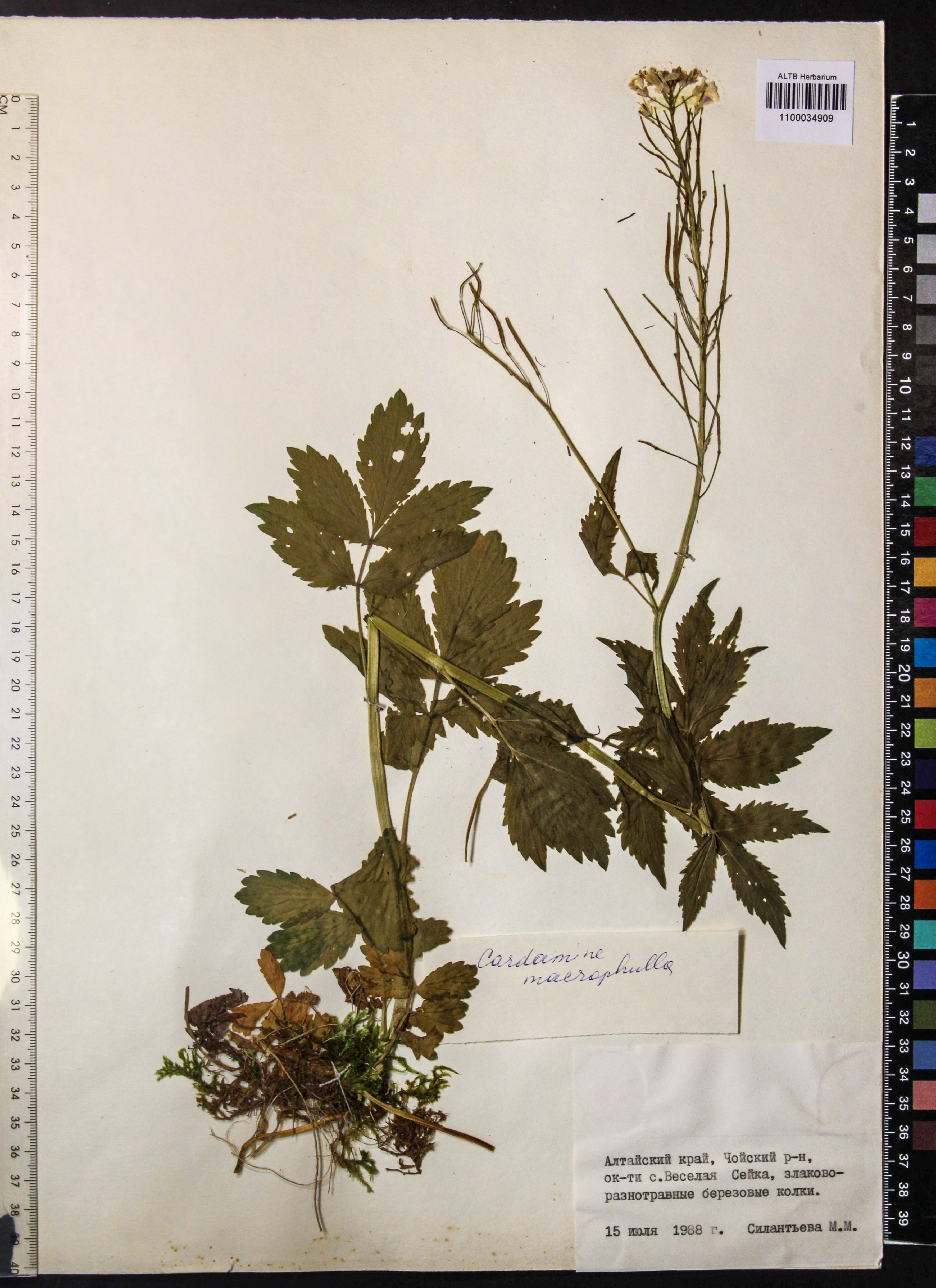 Cardamine macrophylla Willd.