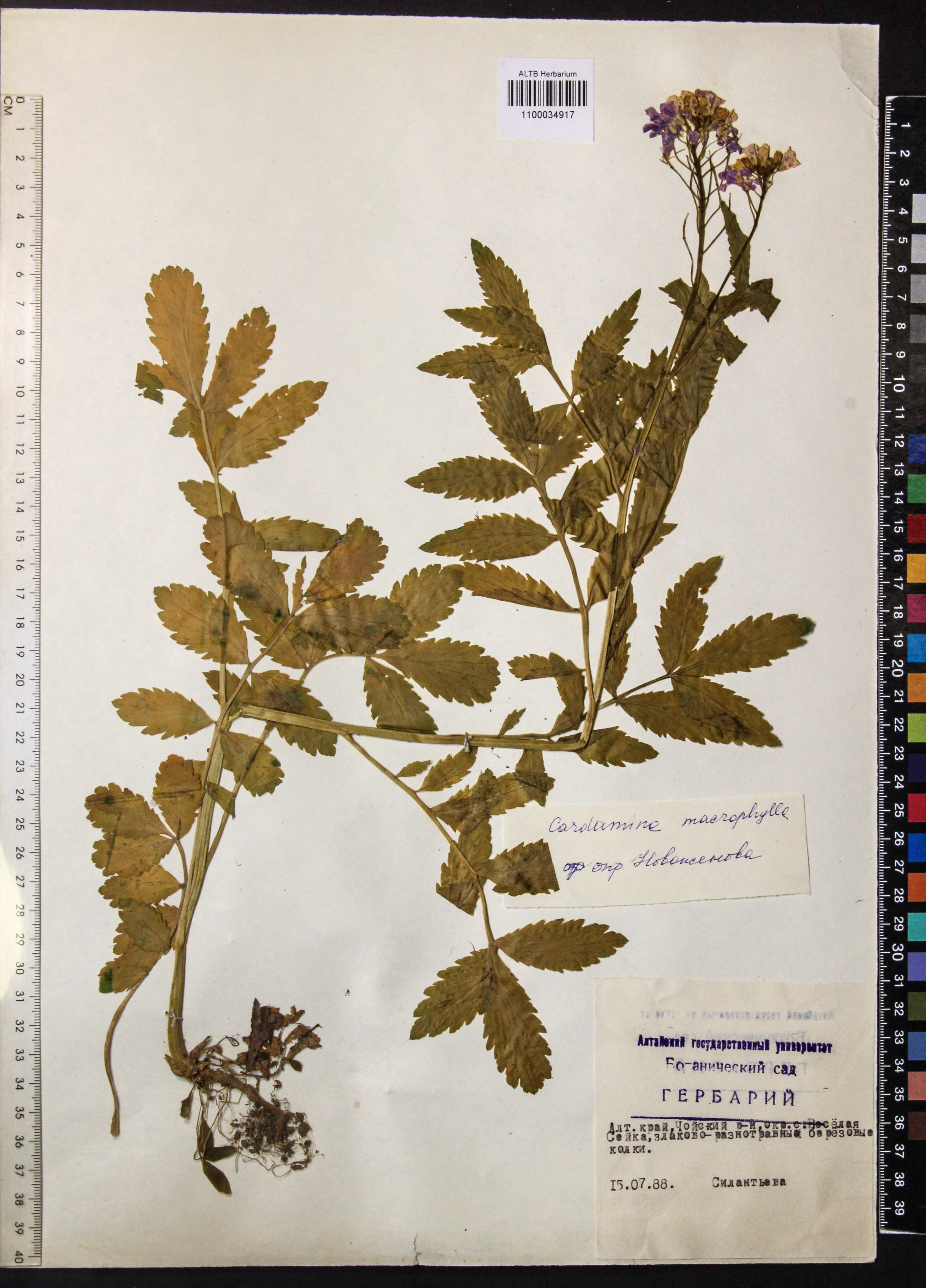 Cardamine macrophylla Willd.