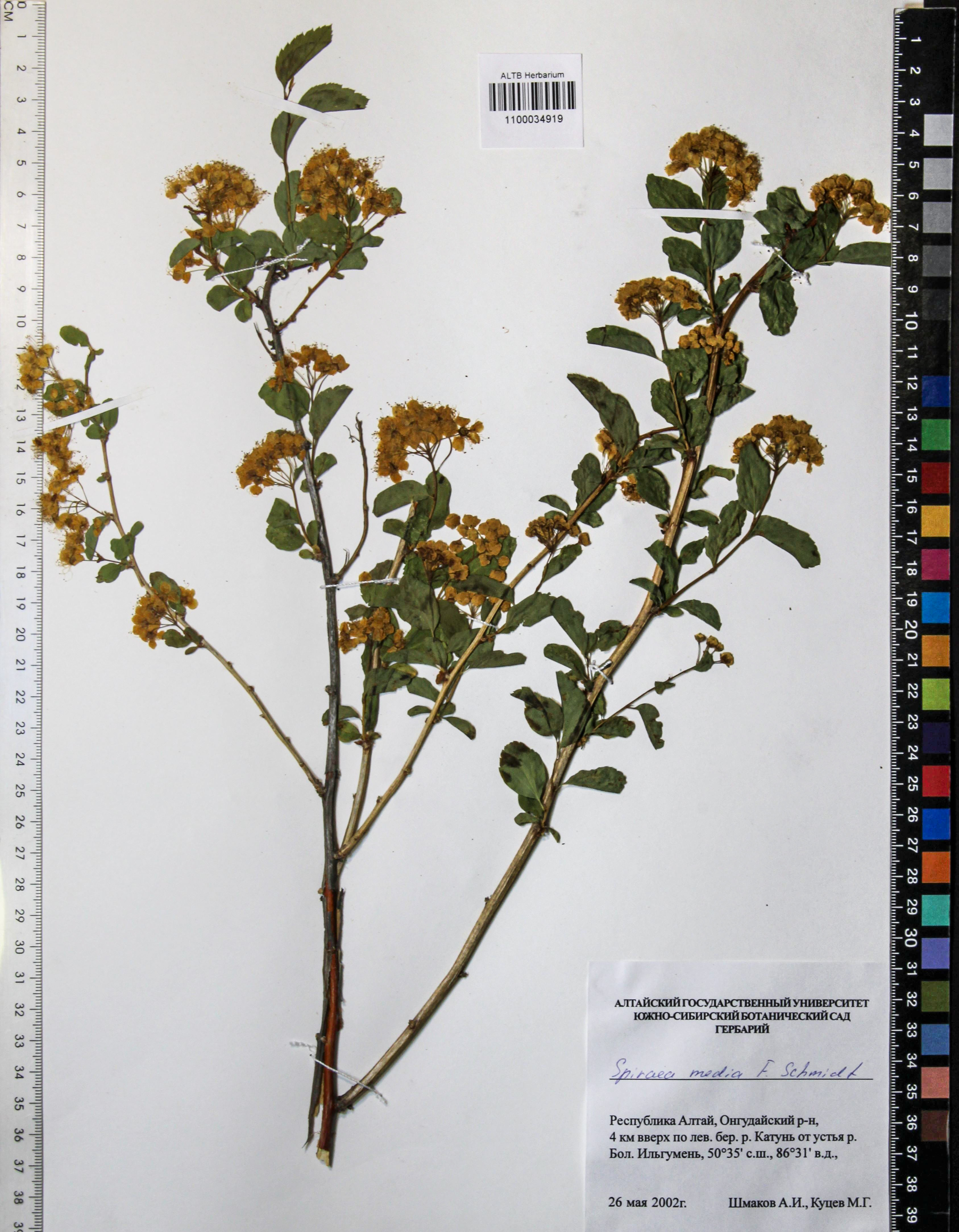 Spiraea media Schmidt
