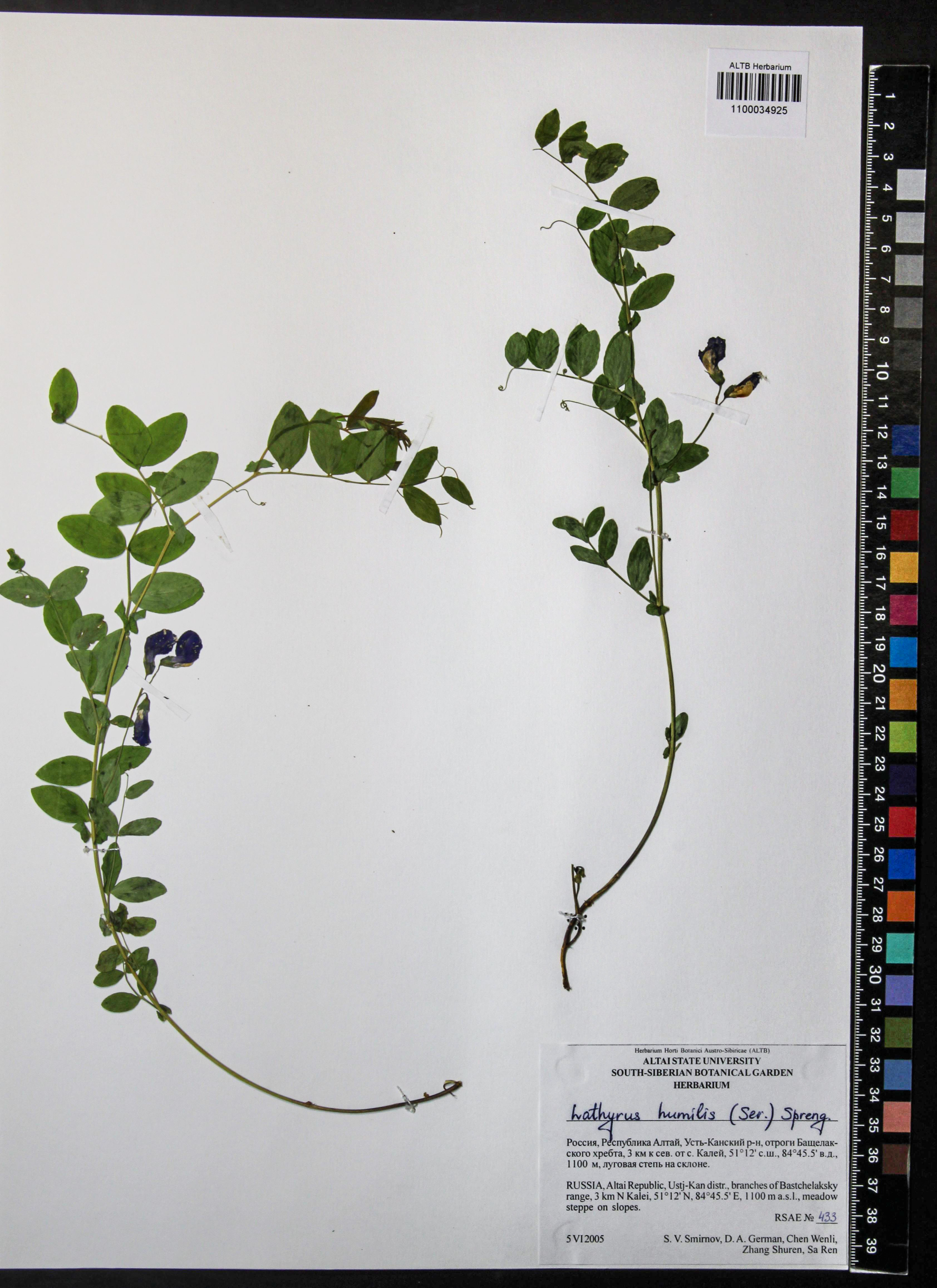 Lathyrus humilis (Ser.) Fisch. ex Spreng.