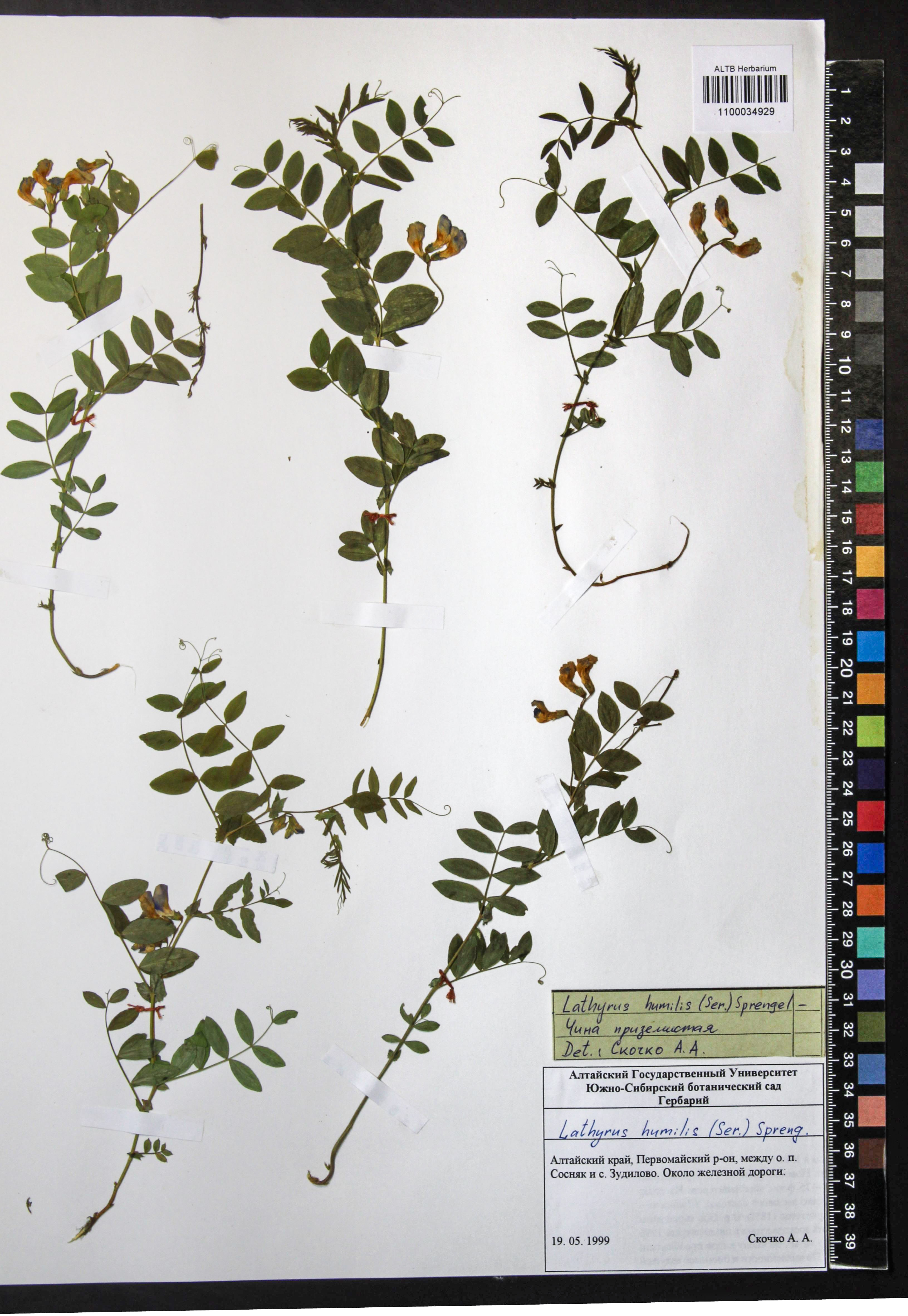 Lathyrus humilis (Ser.) Fisch. ex Spreng.