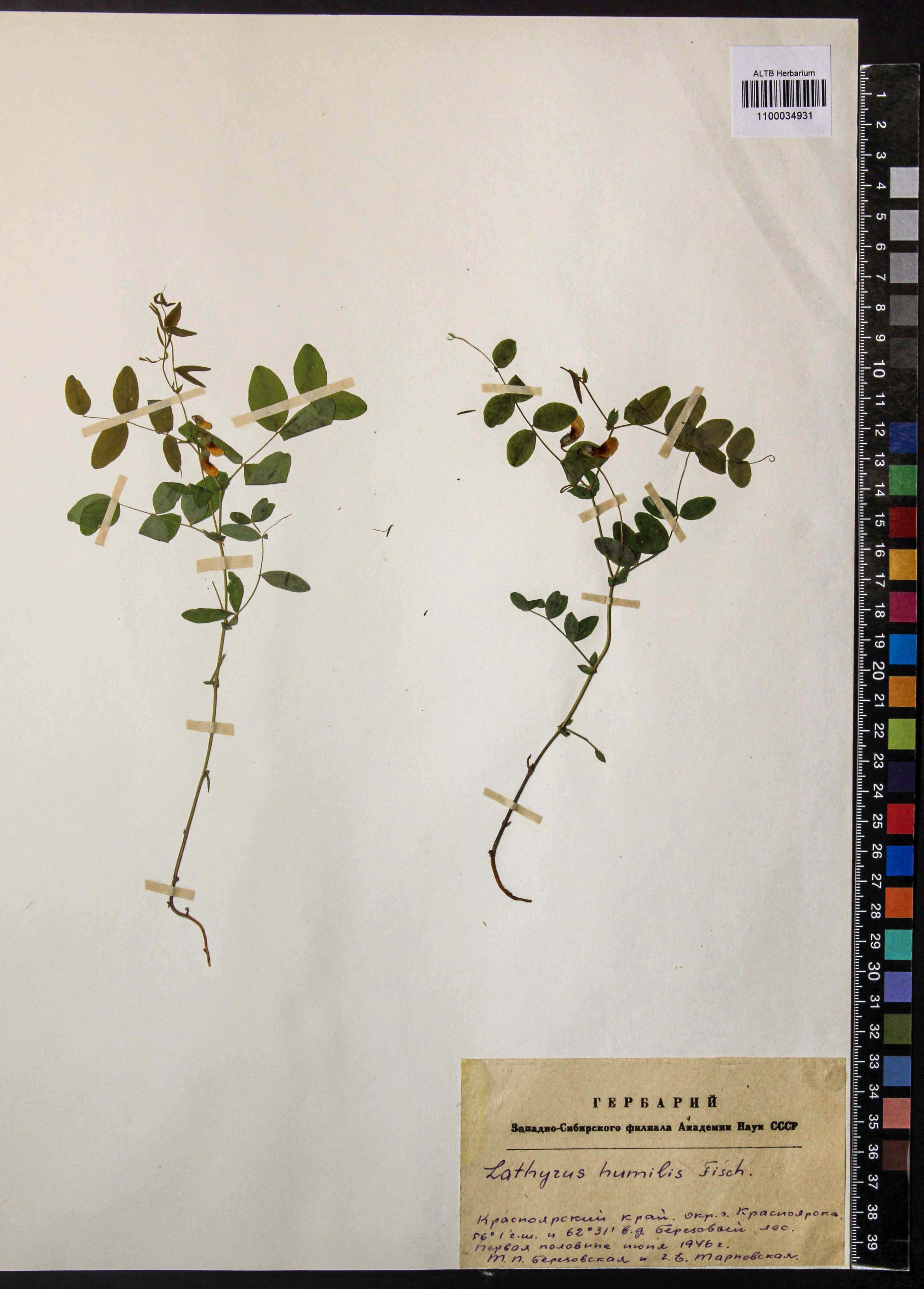 Lathyrus humilis (Ser.) Fisch. ex Spreng.