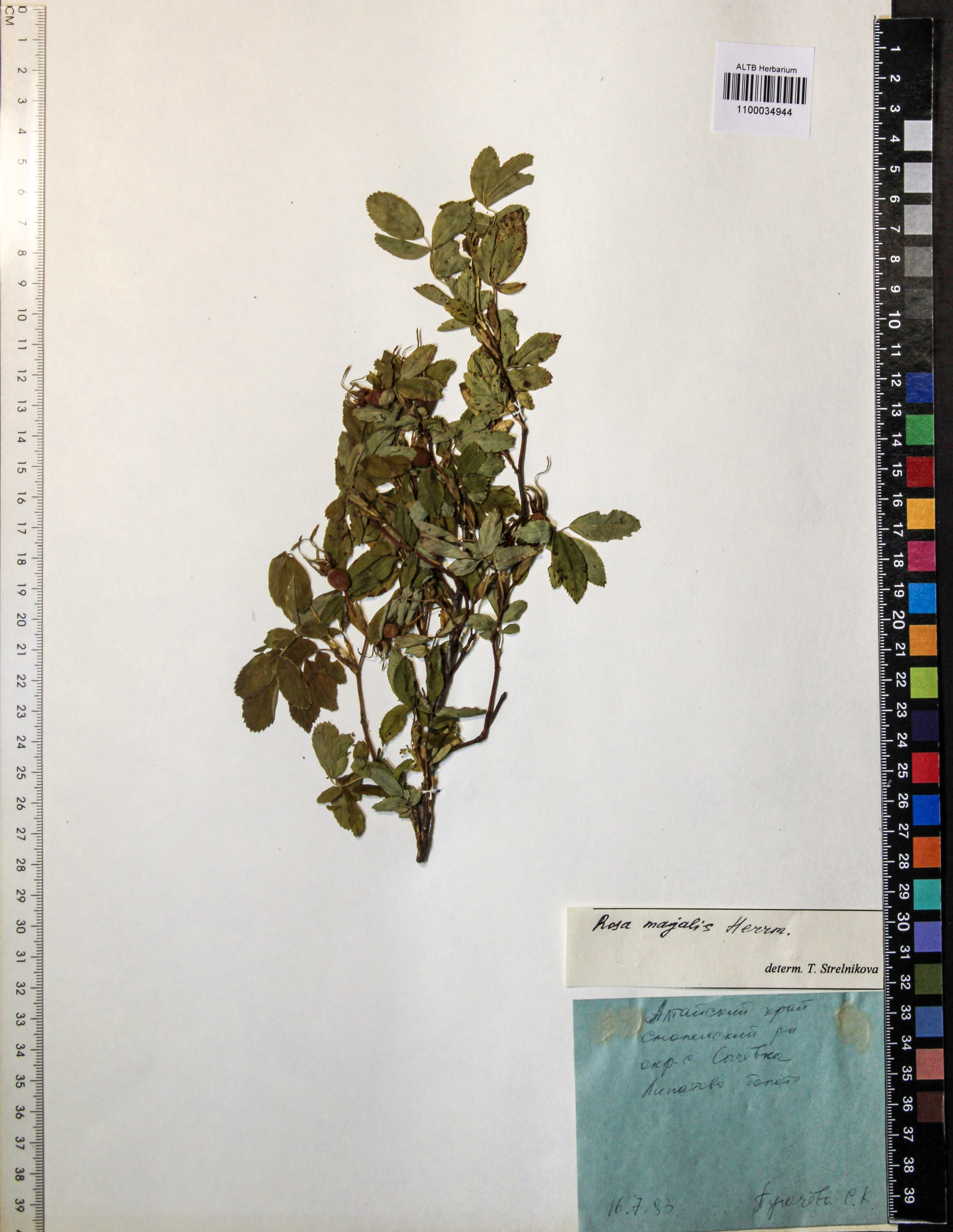 Rosa majalis Herrm.