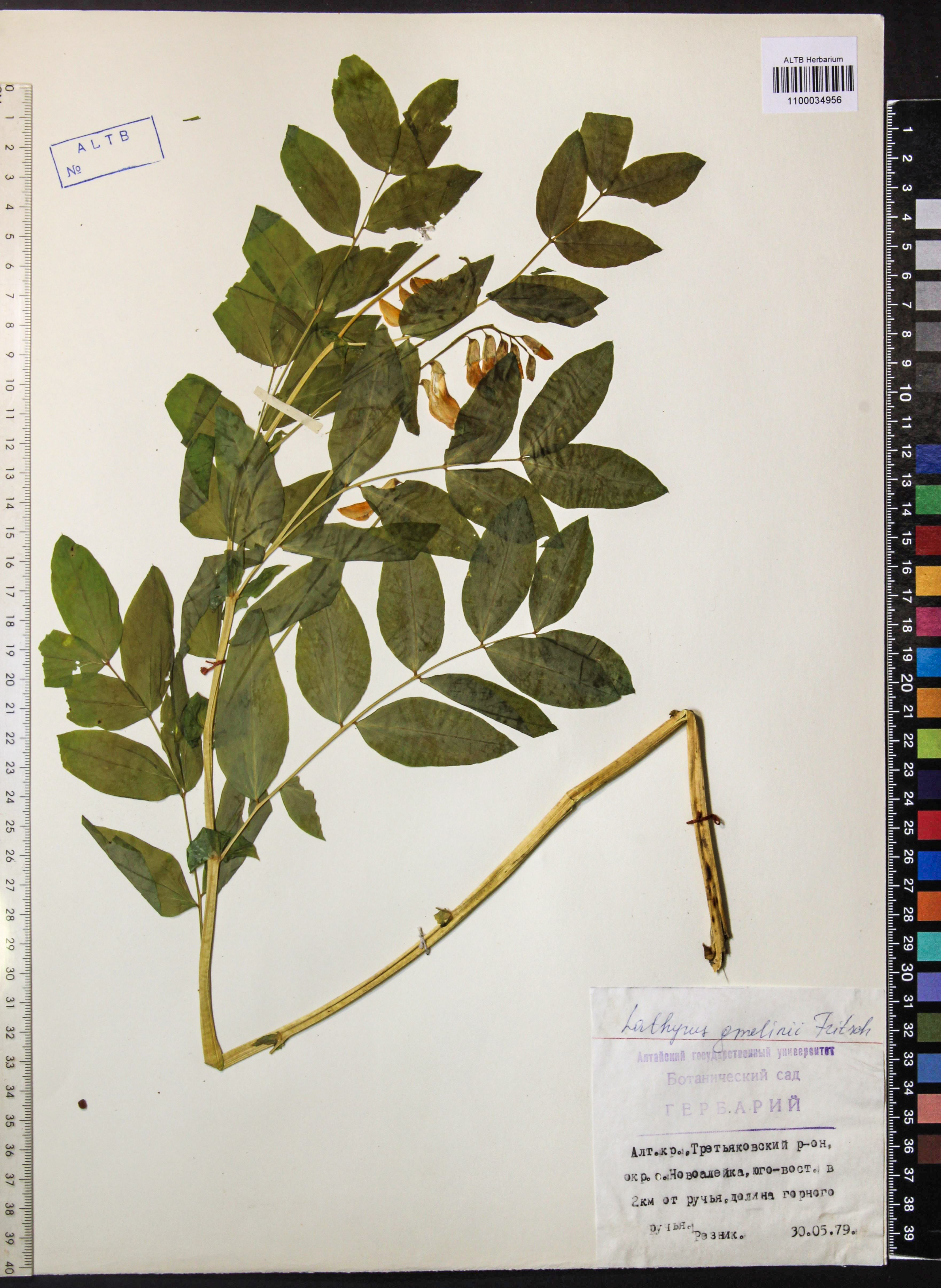 Lathyrus gmelinii Fritsch