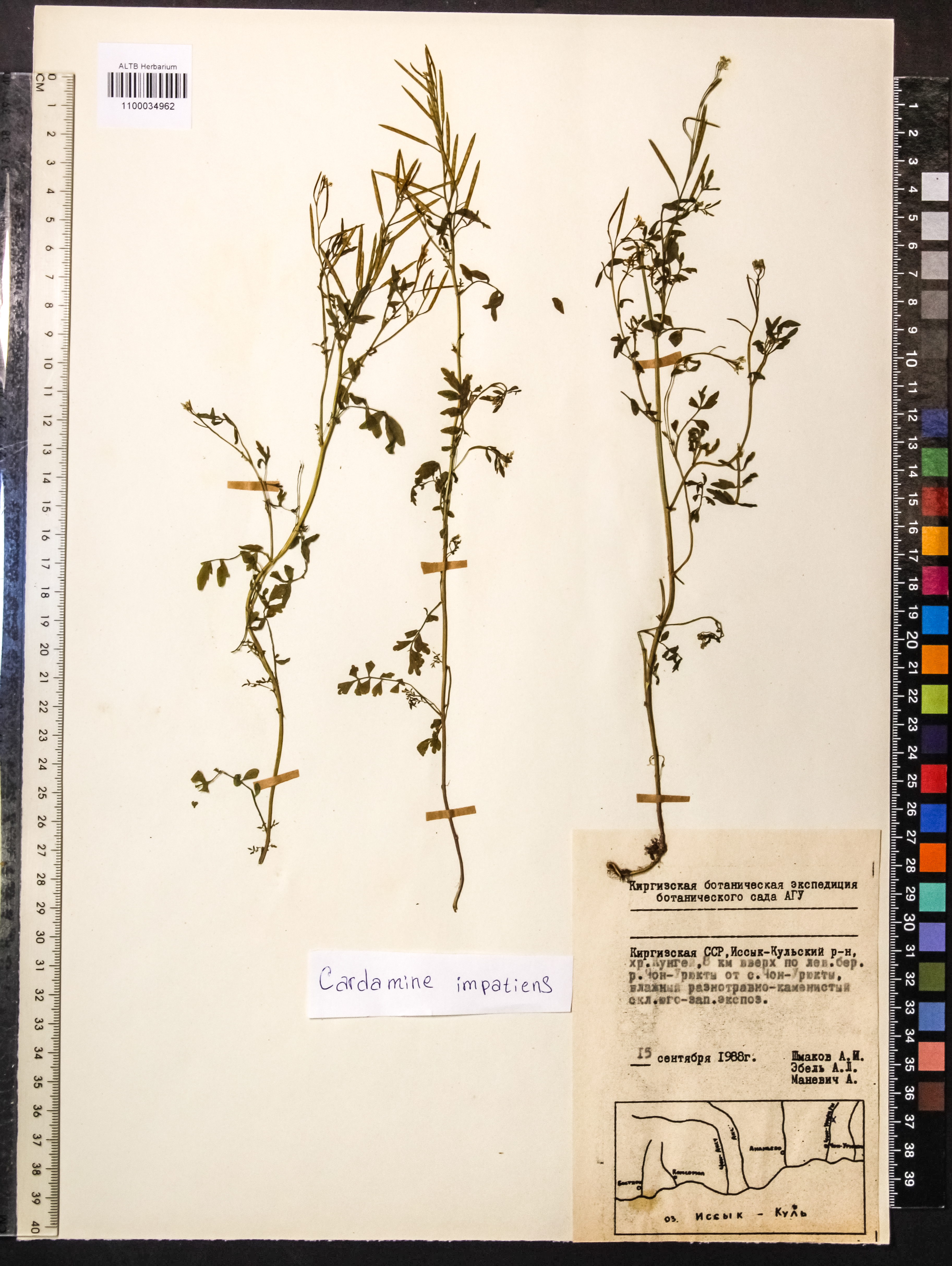 Cardamine impatiens L.