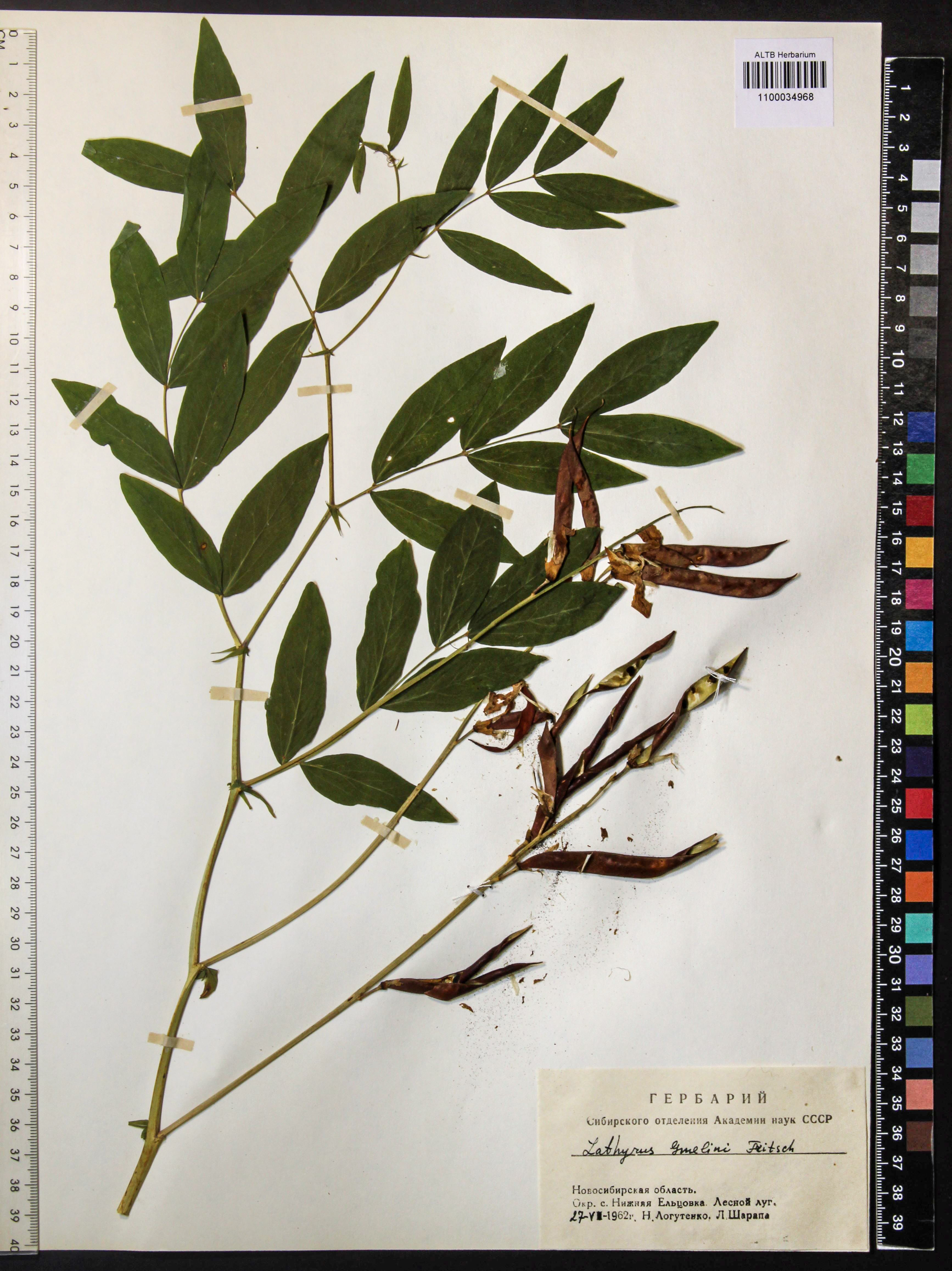 Lathyrus gmelinii Fritsch